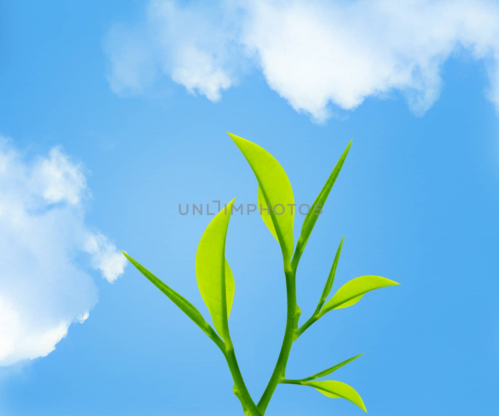 Twig with green leaves with sky background .