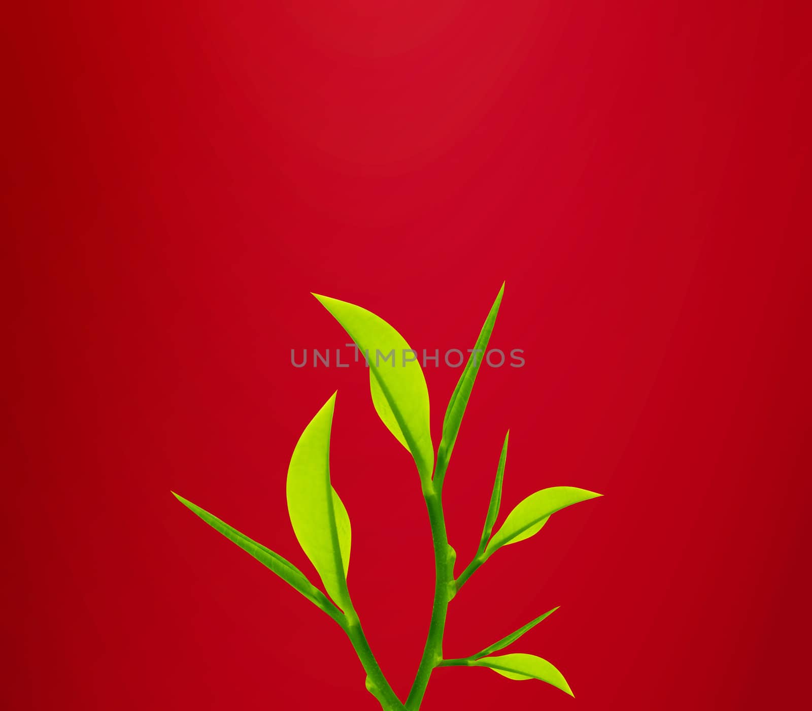 Twig with green leaves over red background.