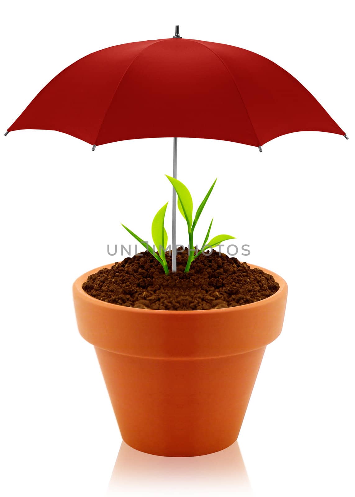House plant in clay pot with umbrella isolated on white background.
