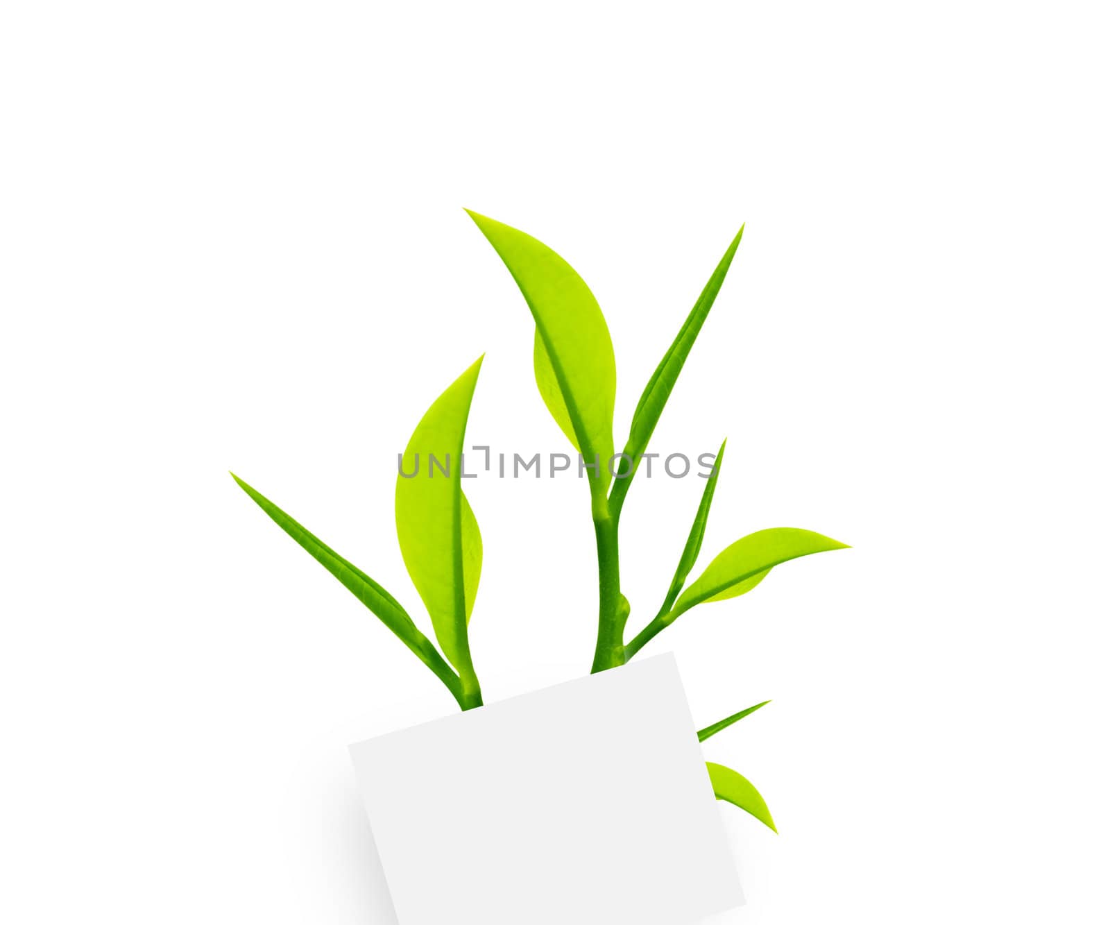 white note paper with paper clip and green leaves on white background.