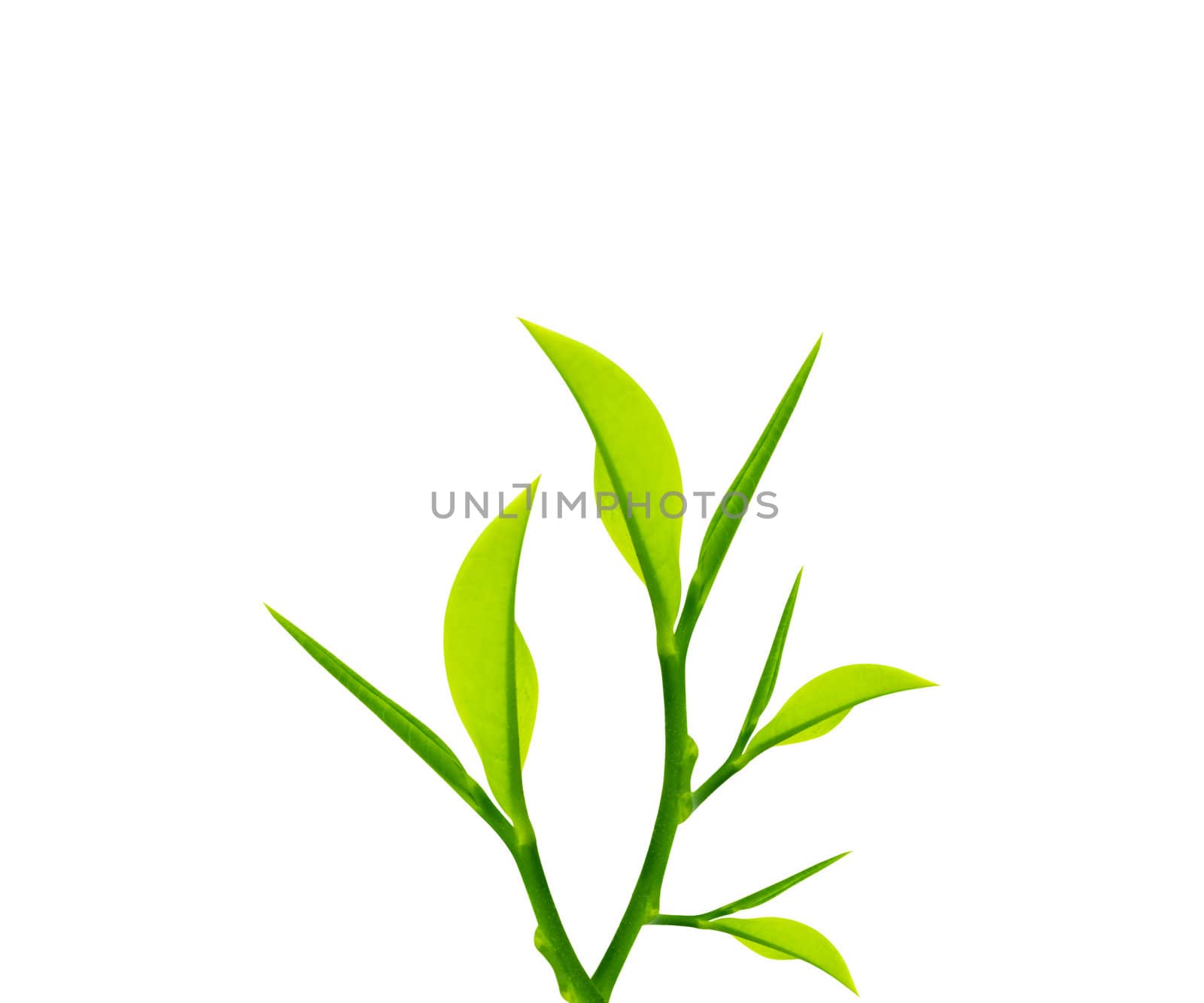 Twig with green leaves isolated on white.