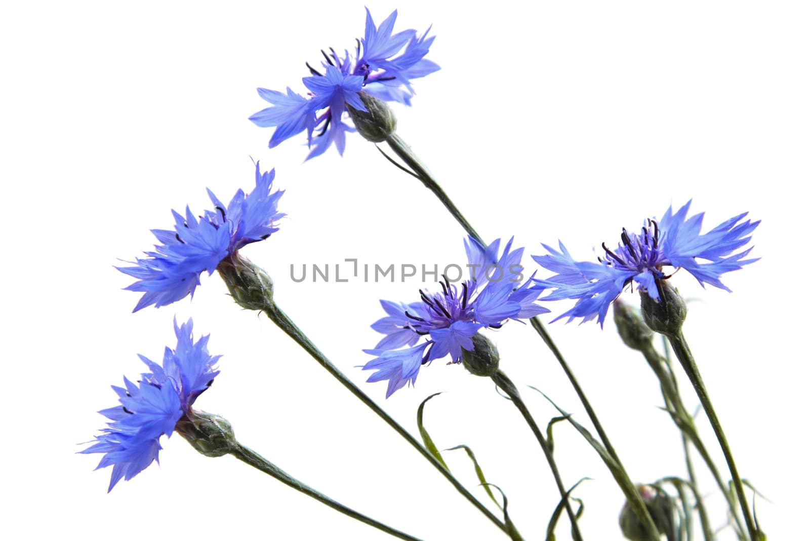 Blue Cornflower isolated on white background


