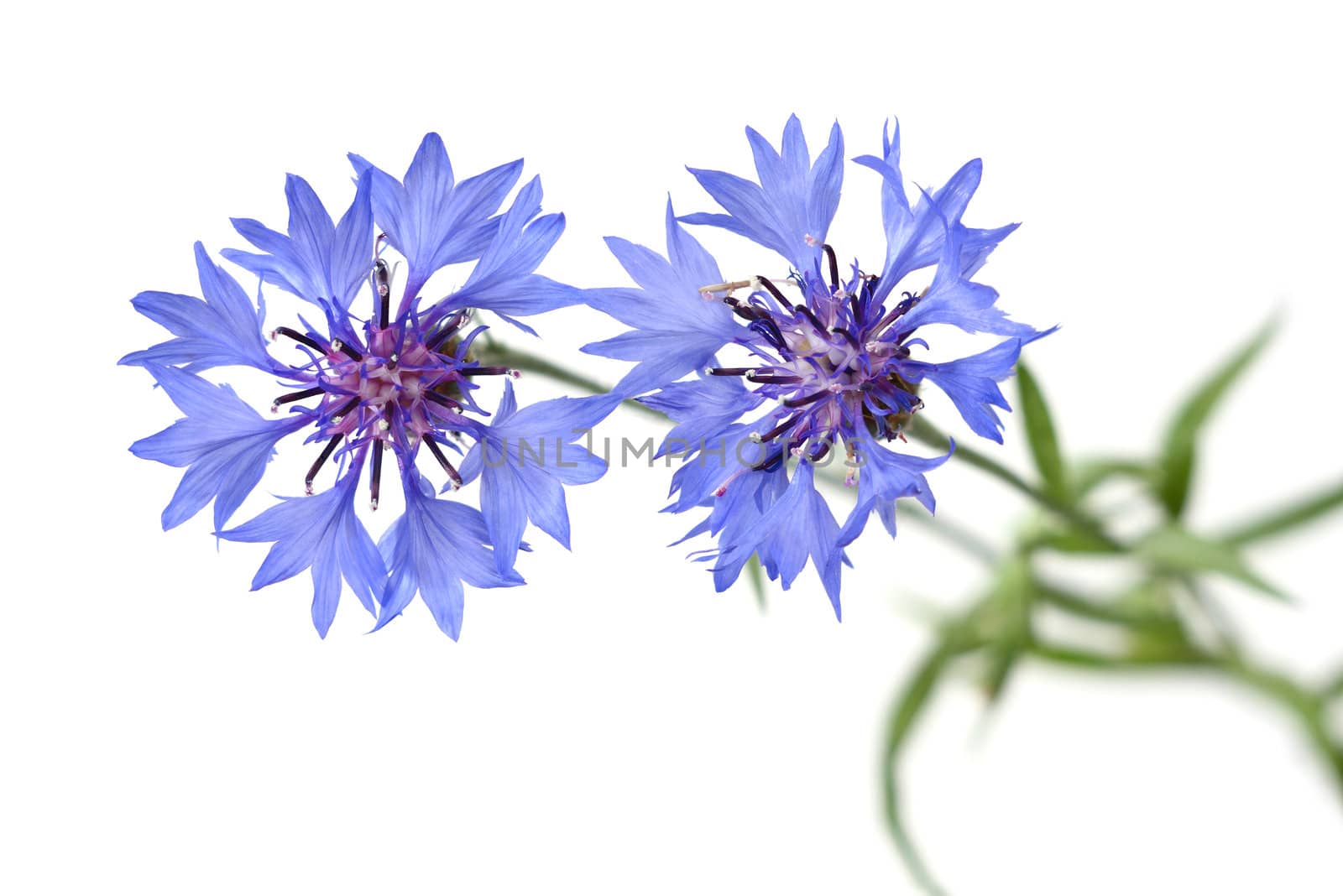 Blue Cornflower isolated on white background

