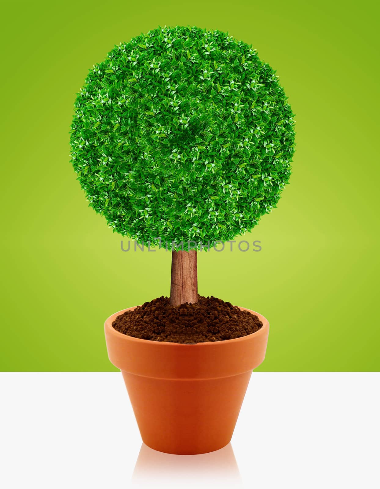 Small green tree in a pot with green background.