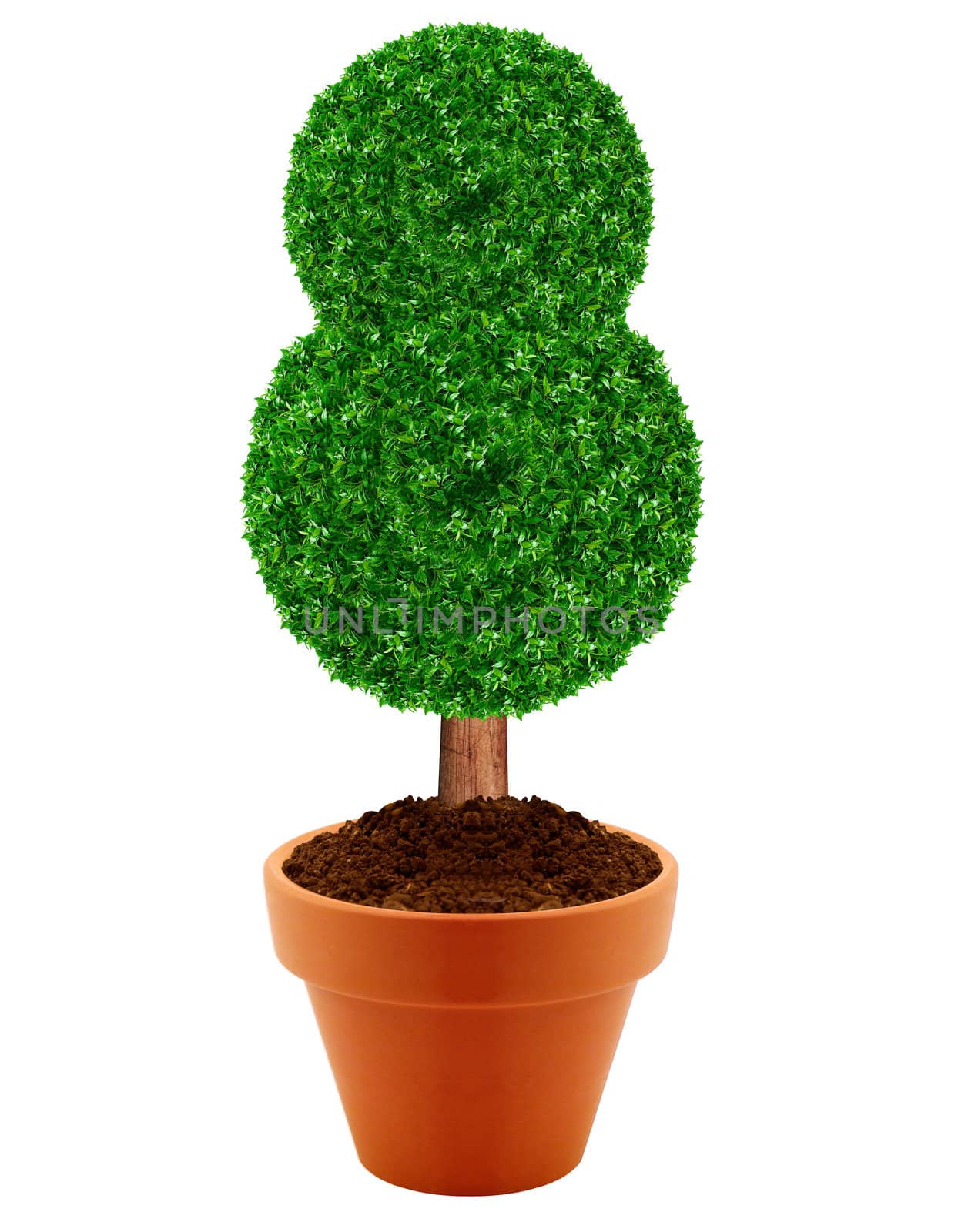 Small green tree in a pot with green background.