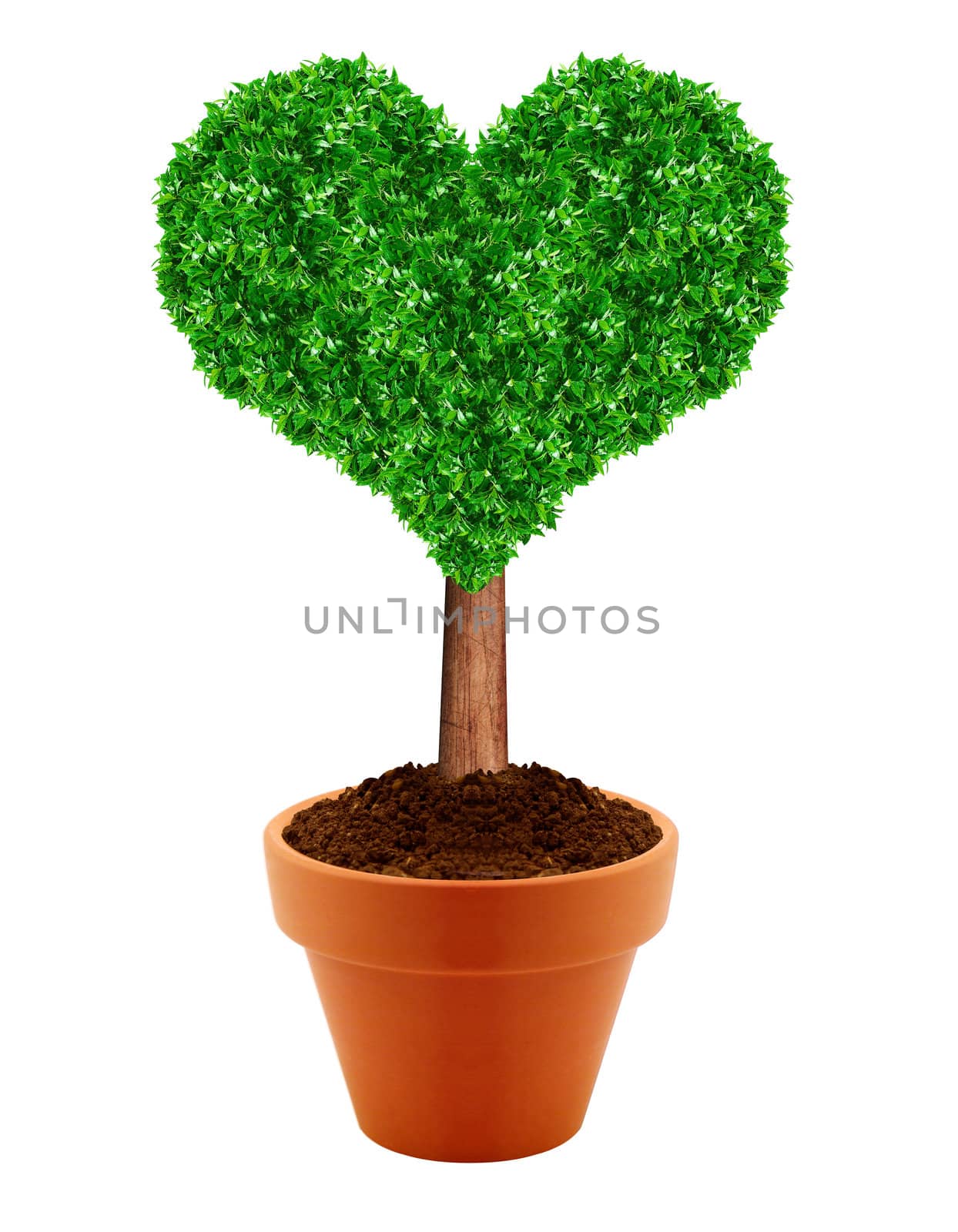 Small green tree in a pot with green background.