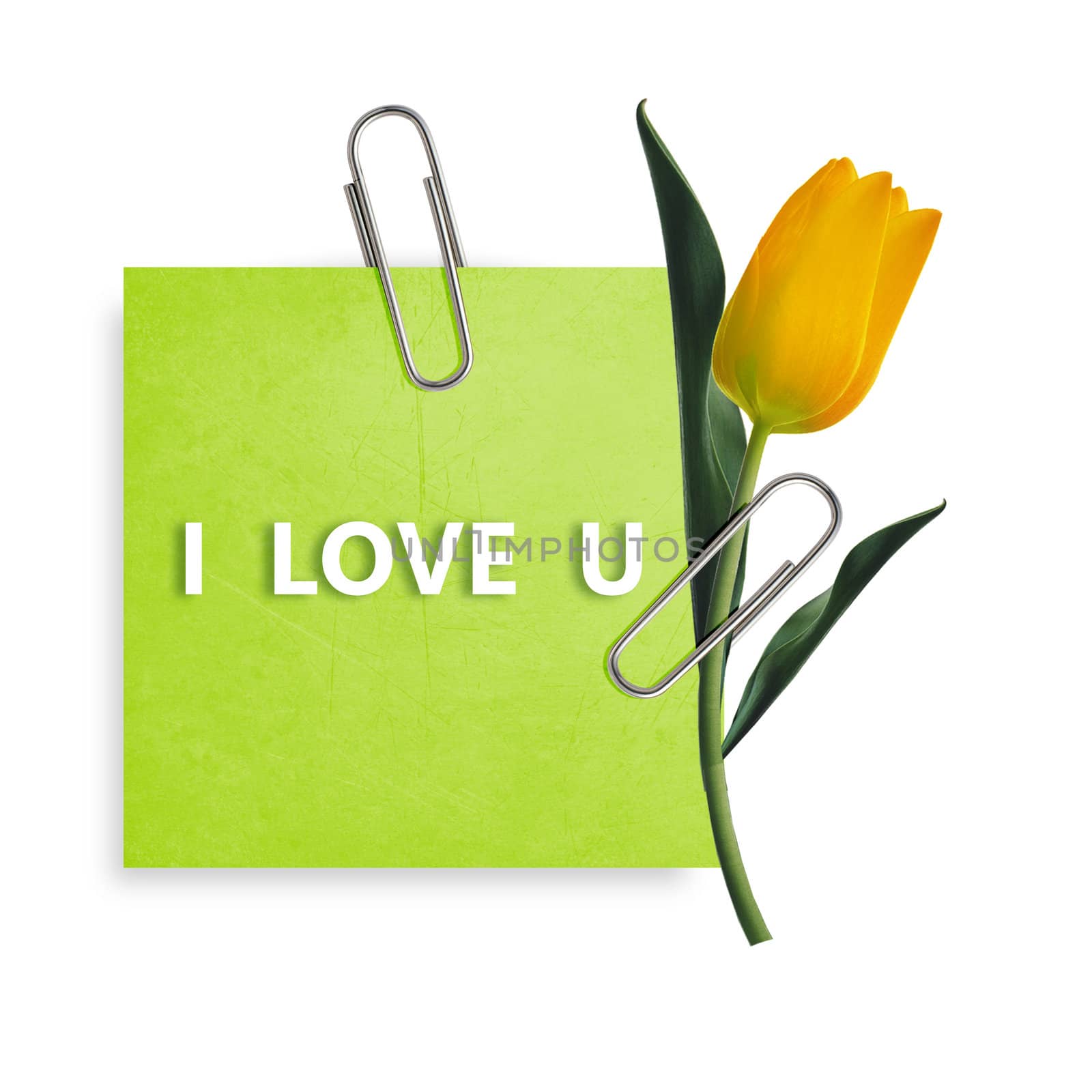Green Note paper with paper clip and yellow tulip on white background.