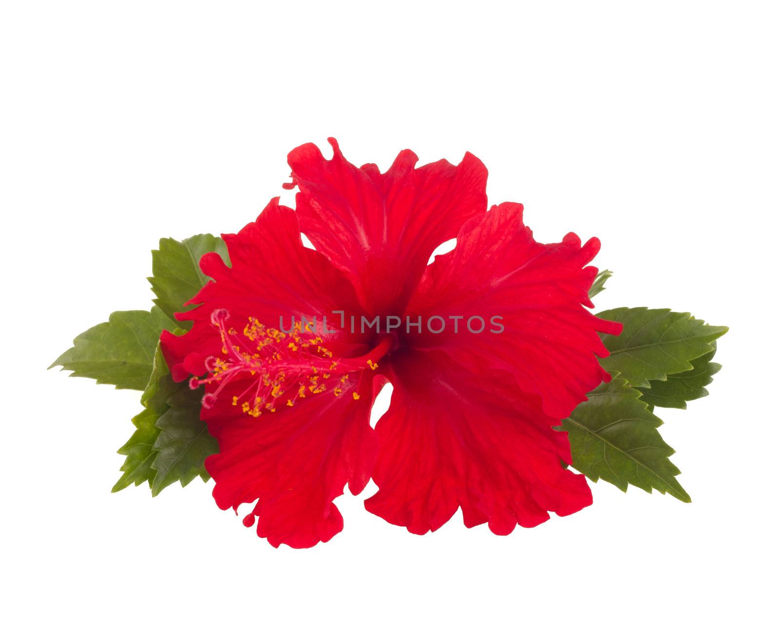 a red hibiscus flower isolated on white background