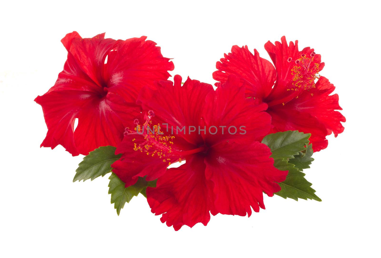 a red hibiscus flower isolated on white background