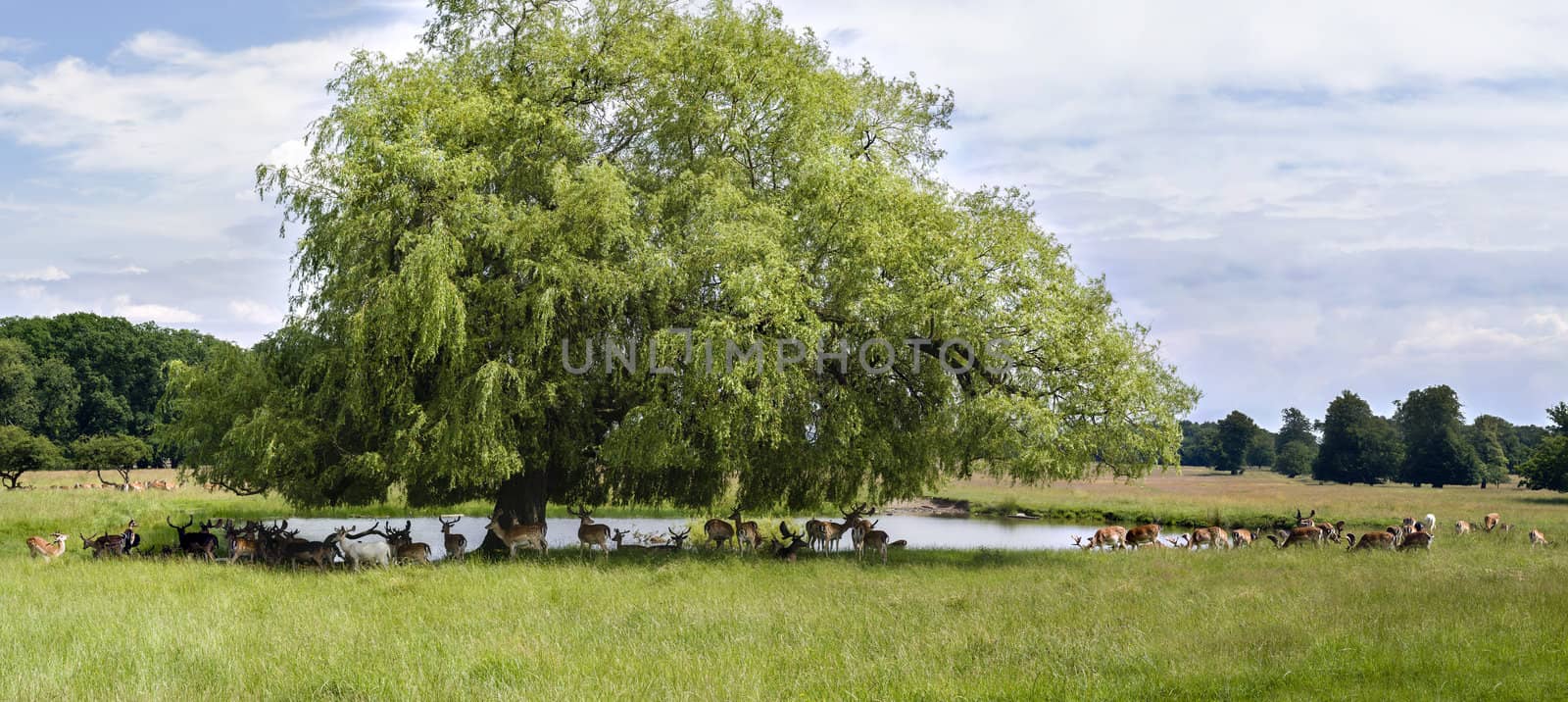 A green valley in Europe with deers