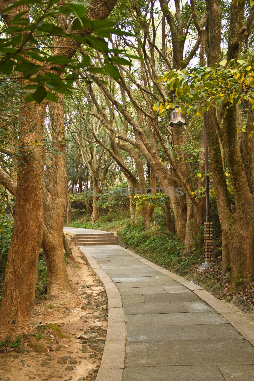 Walking in the forest.