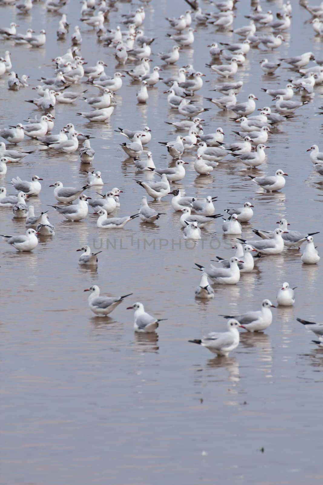 Seagulls on shore of the Sea