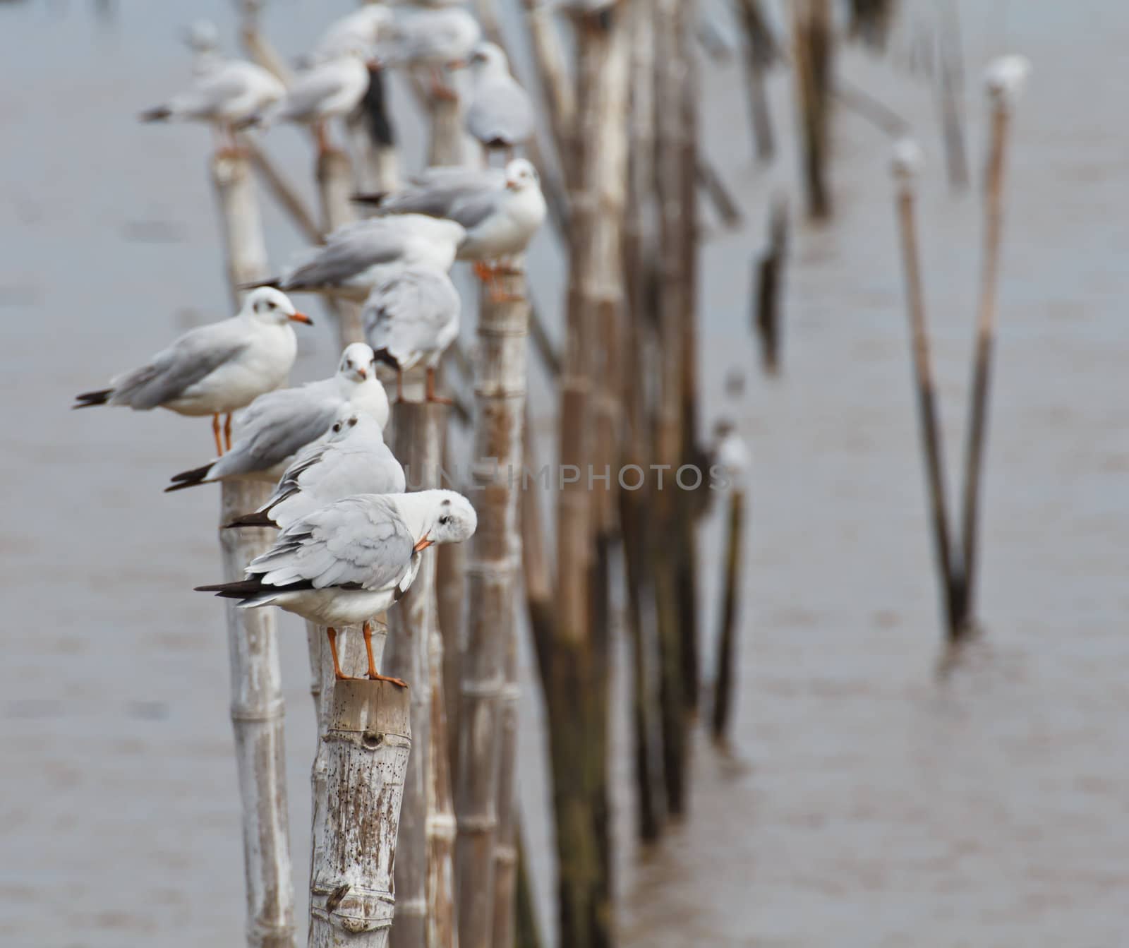 Seagulls on the bamboo stick