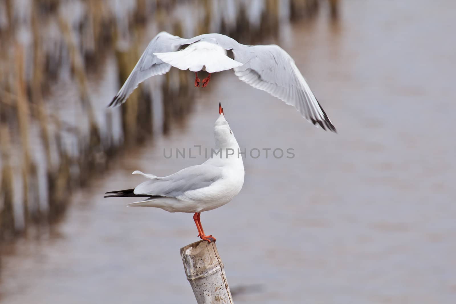 Seagulls on the bamboo stick