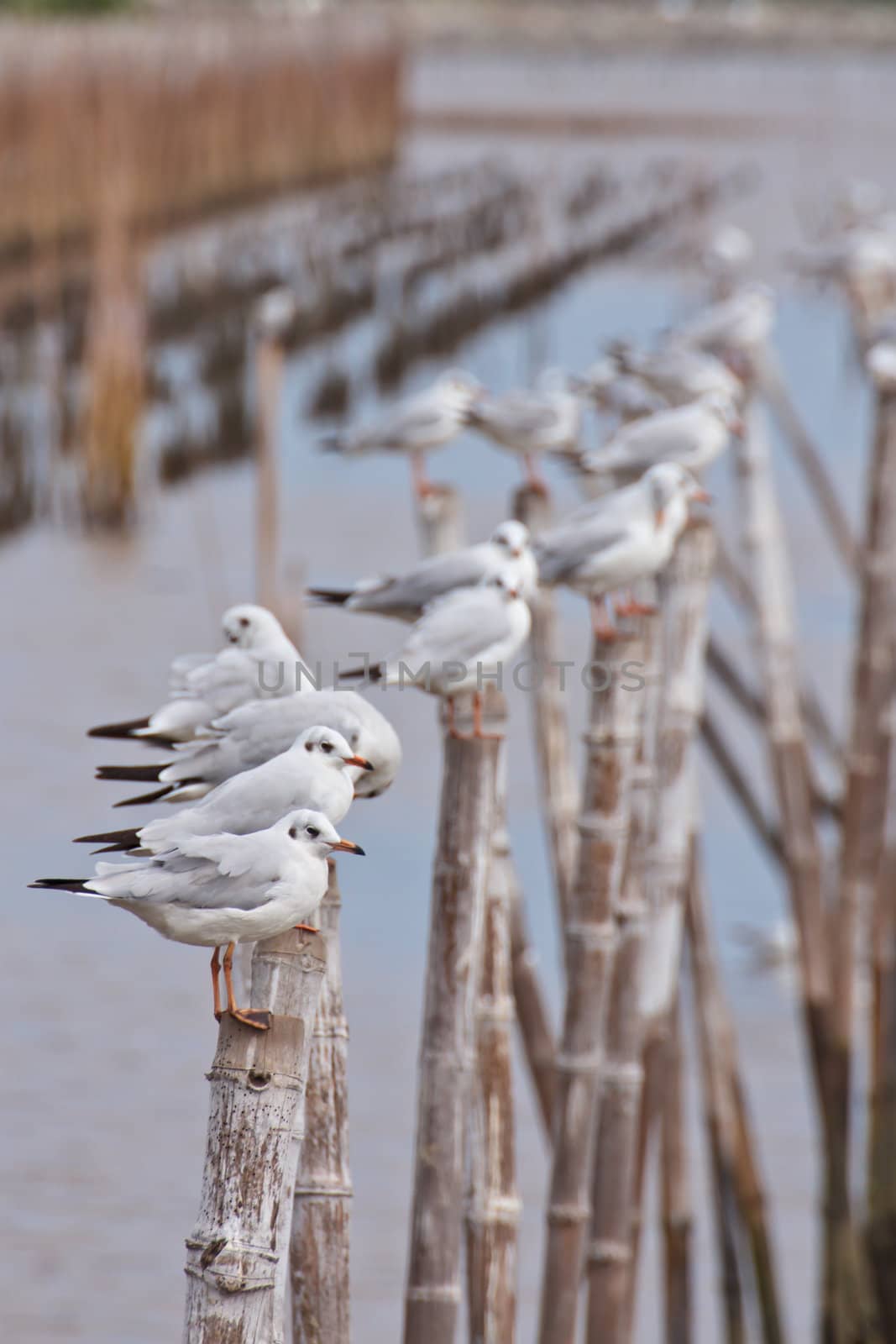 Seagulls on the bamboo stick