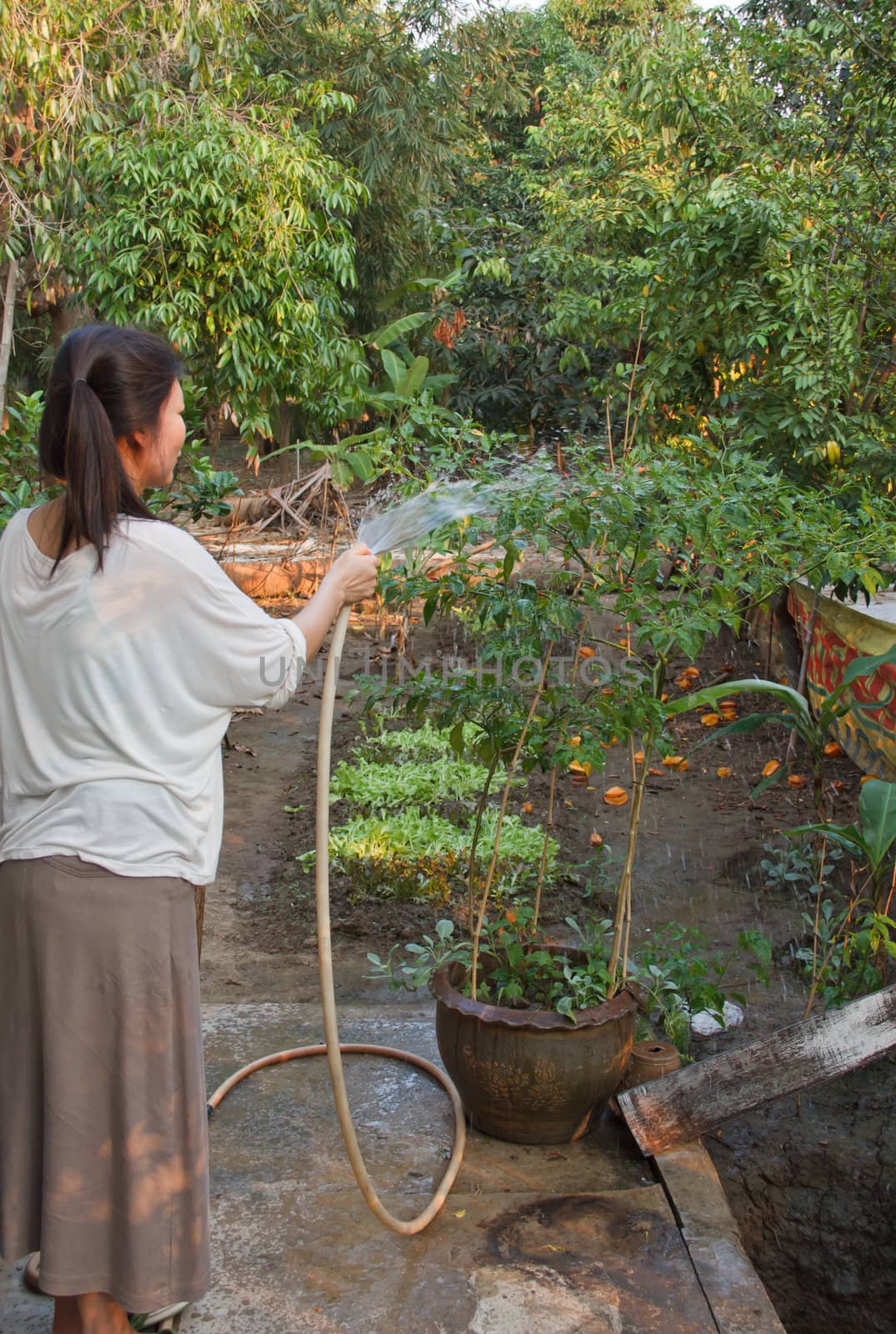 Woman watering plants in the garden behind the house.