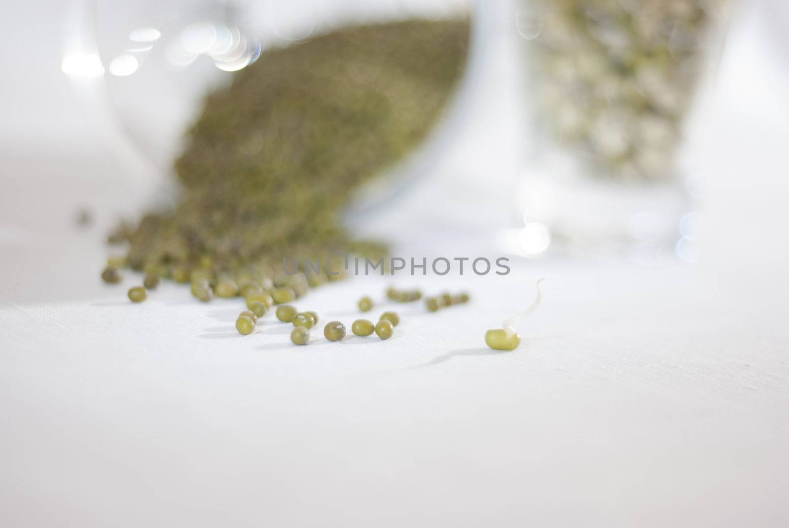 Mung beans and a mung bean sprout spilling out of glass jars