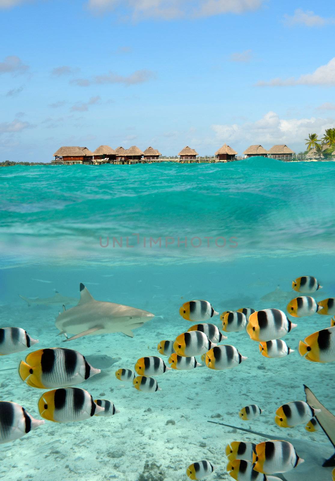 A blacktip reef shark chasing butterfly fish in the shallow, clear water of the lagoon of Bora Bora, an island in the Tahiti archipelago French Polynesia with a  overwater bungalow resort in the background.