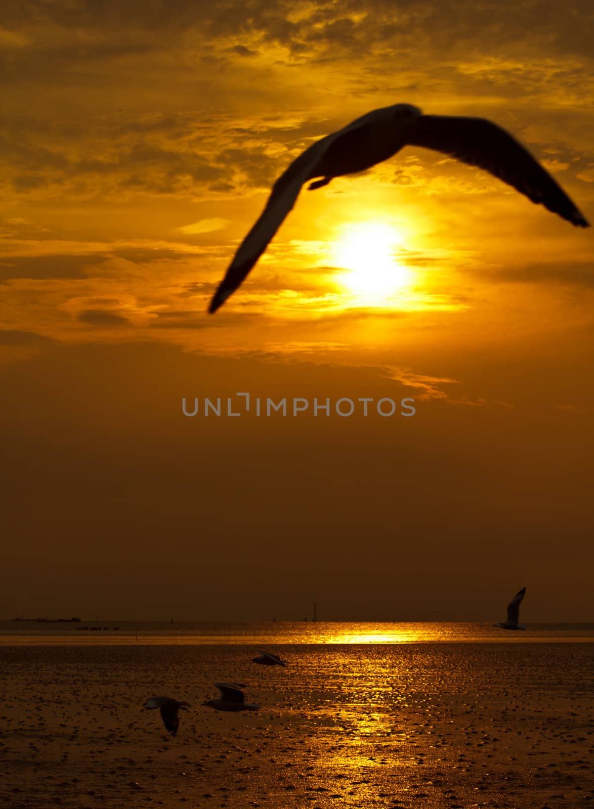 Seagull in flight against the golden sky