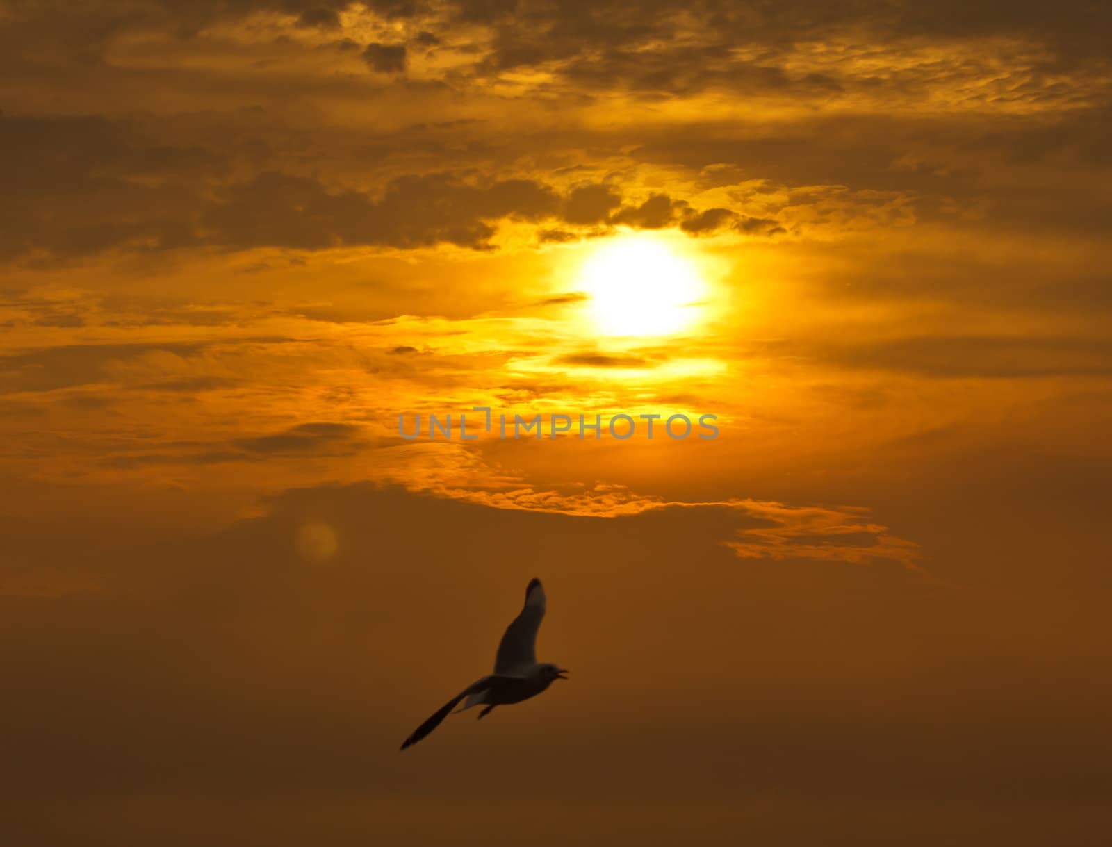Seagull in flight against the golden sky