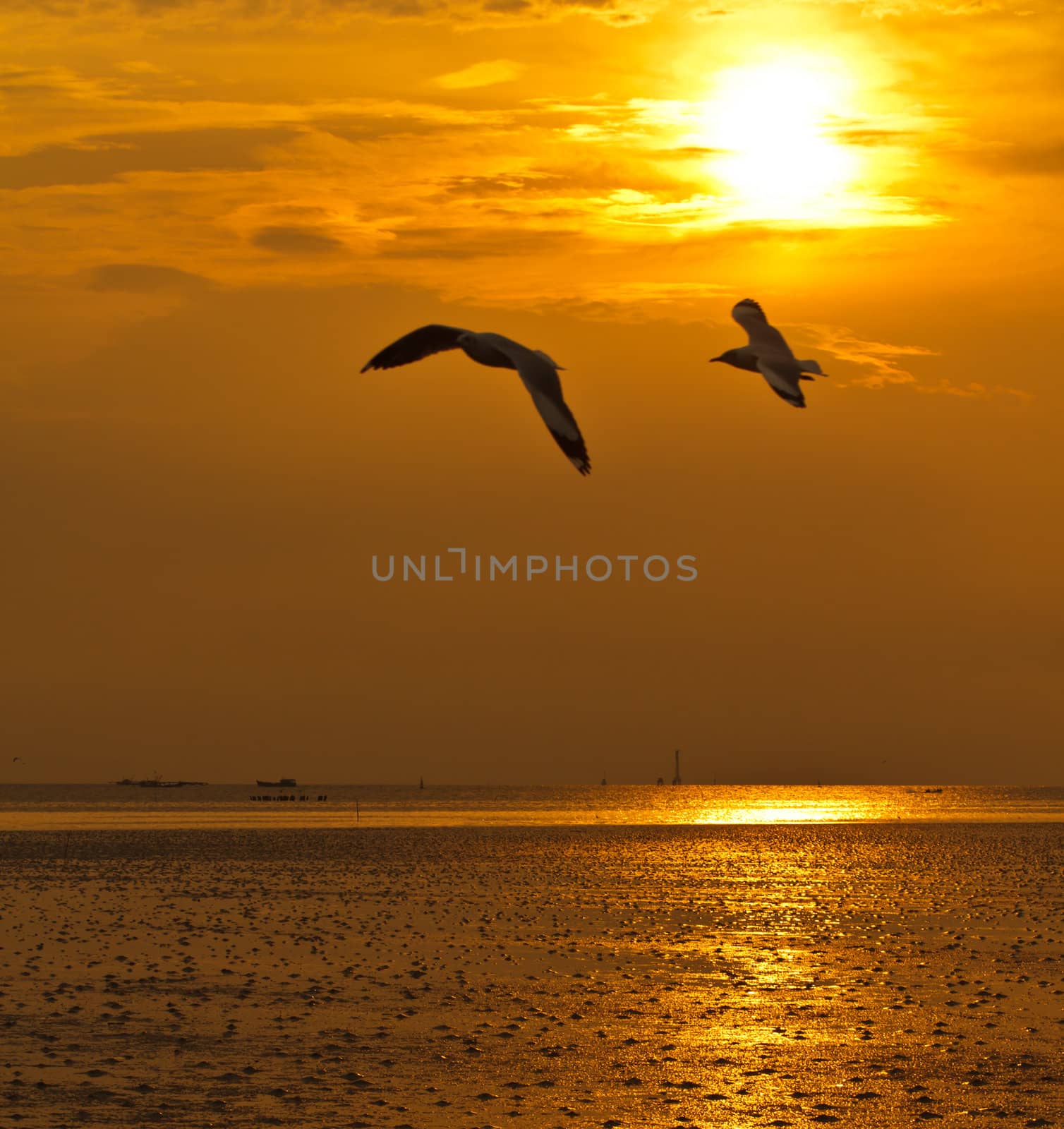 two seagulls are flying on golden sky