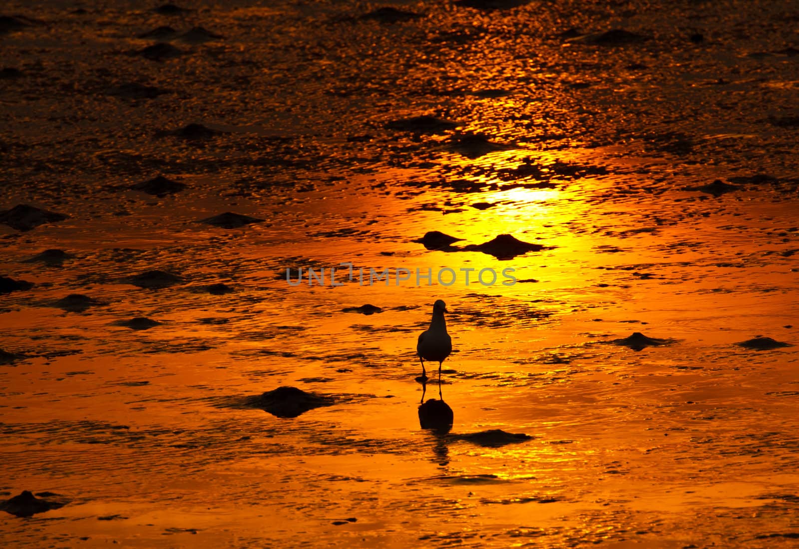 A Seagull on golden shoreline