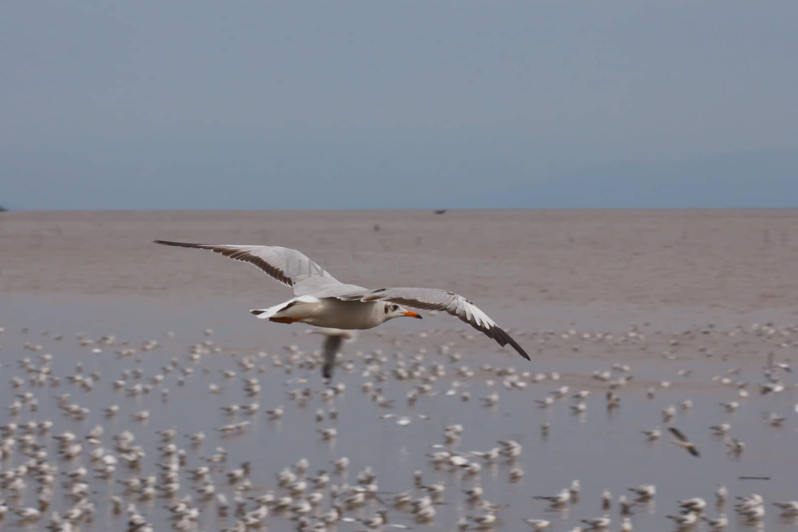 Seagull in flight against the blue sky