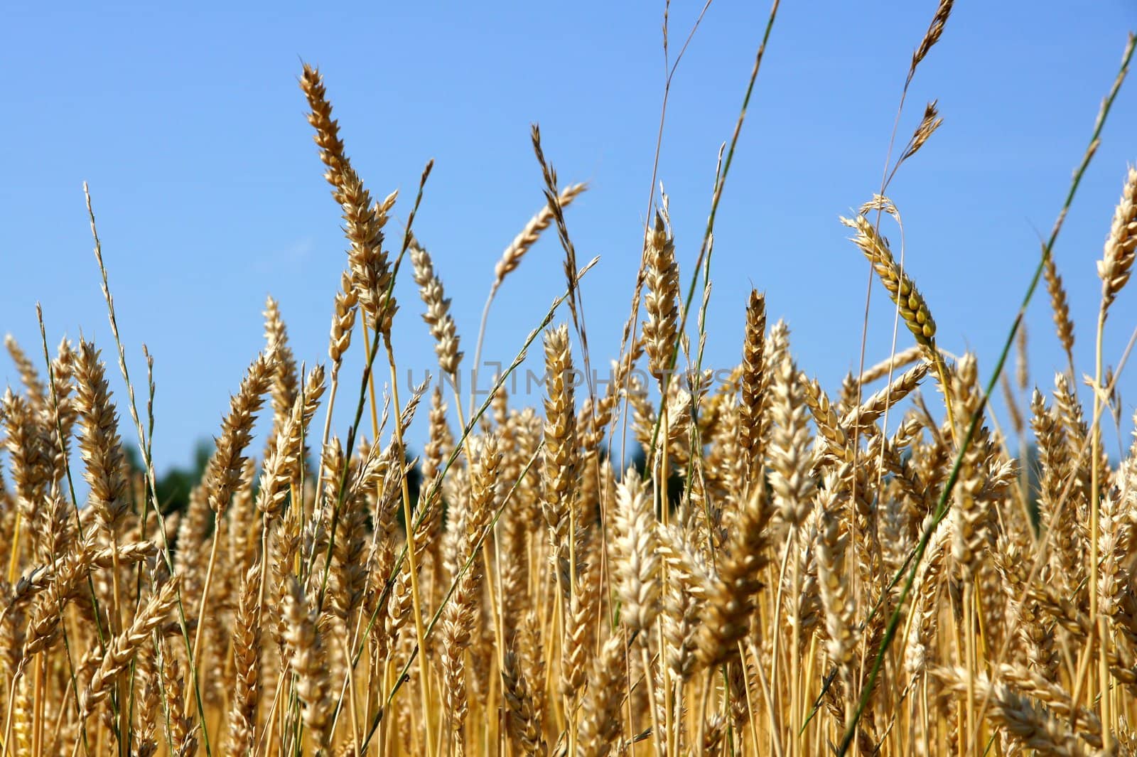 Wheat field and blue sky by andrei_kolyvanov