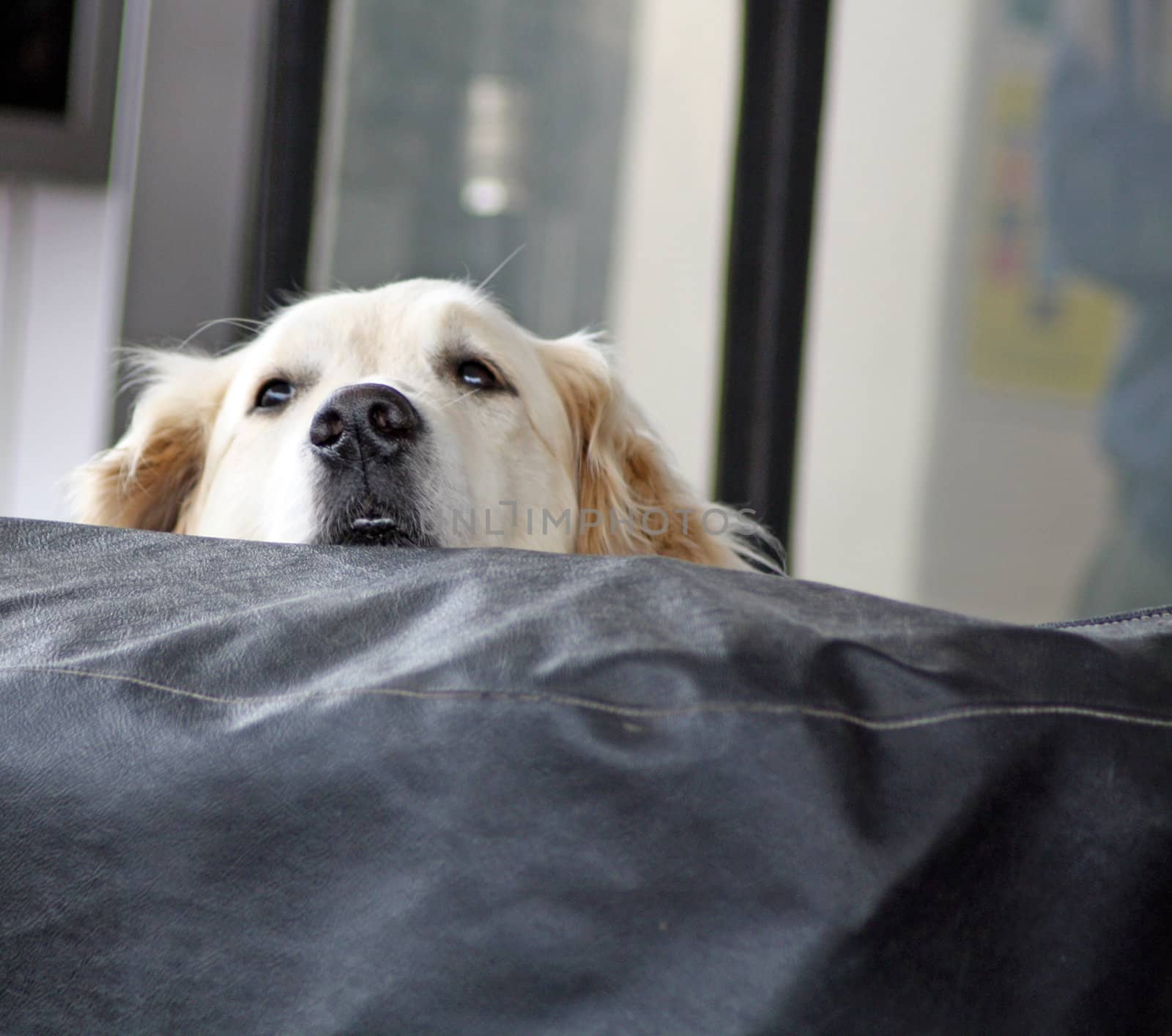 cute labrador dog