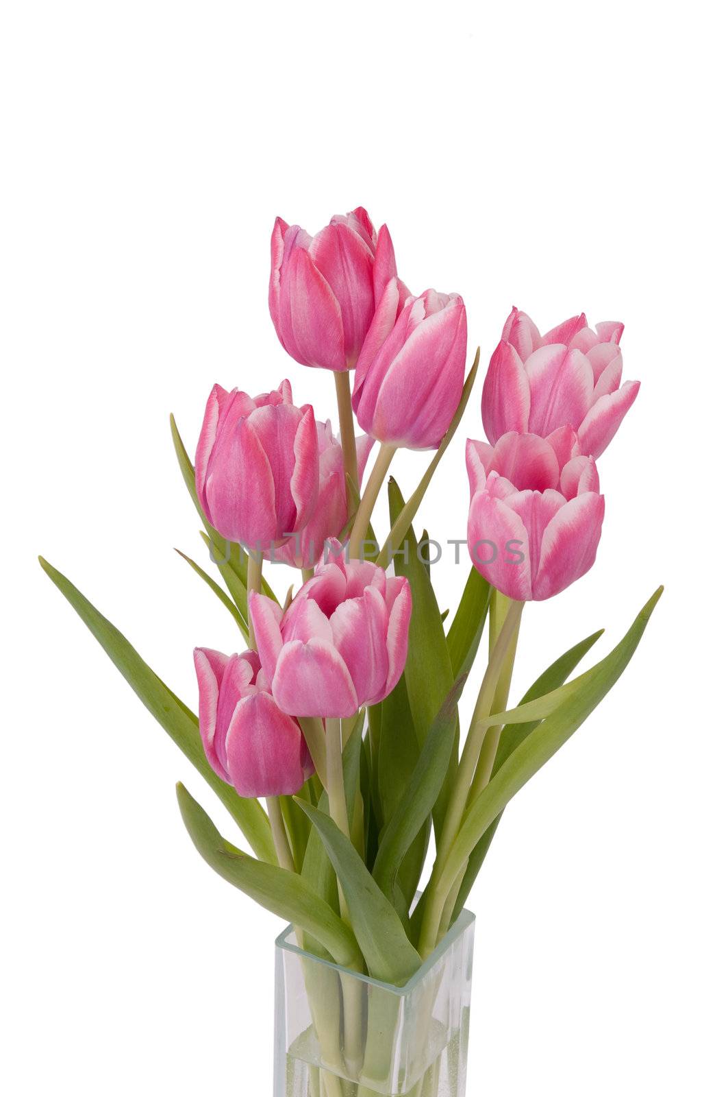 Zoom on a bunch of Tulips in a vase (top view)
 by bigmagic