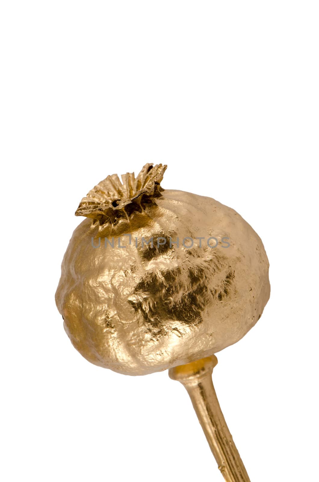 Gold color painted poppy head isolated on white background.