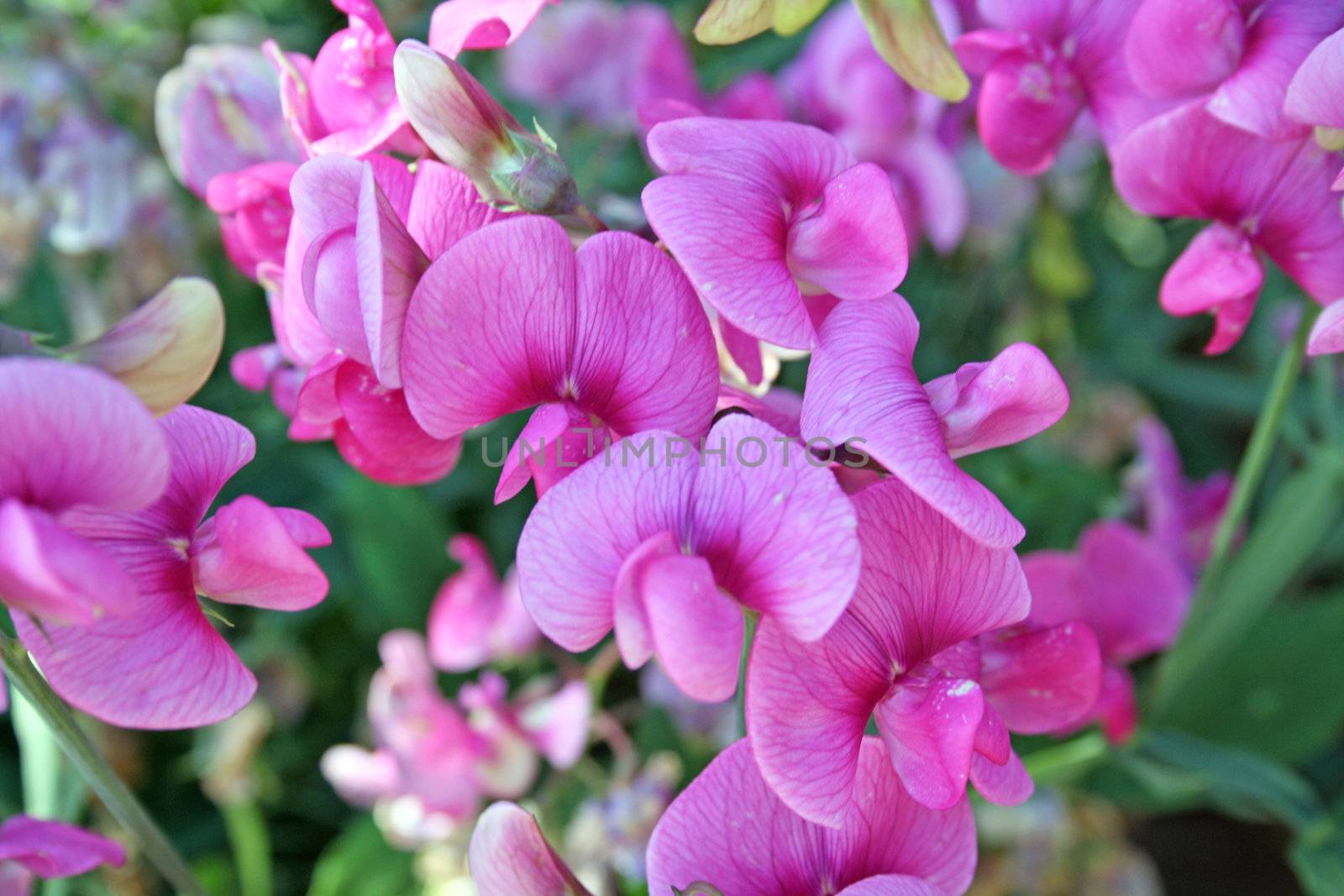 pink sweetpea flowers