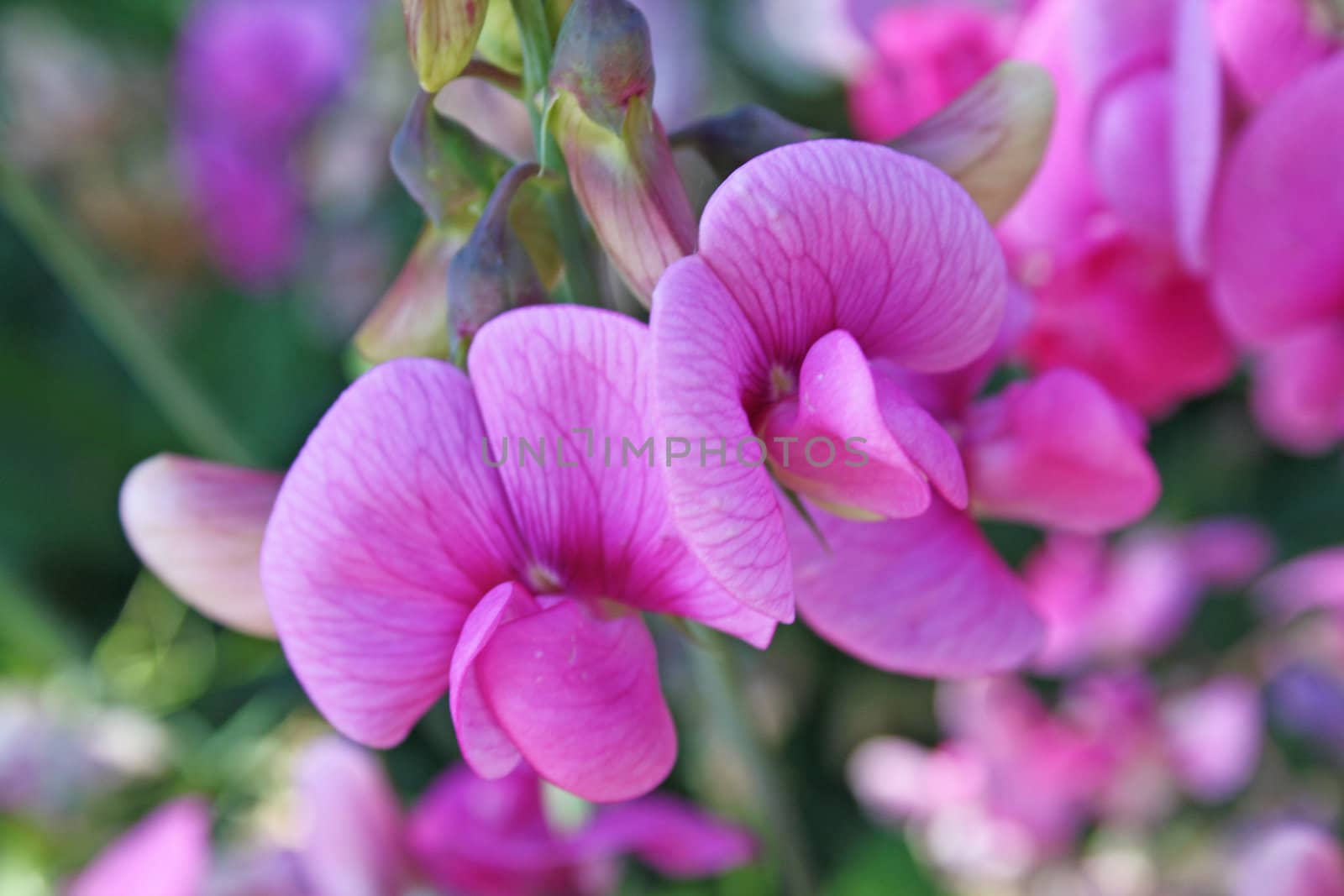 pink sweetpea flowers