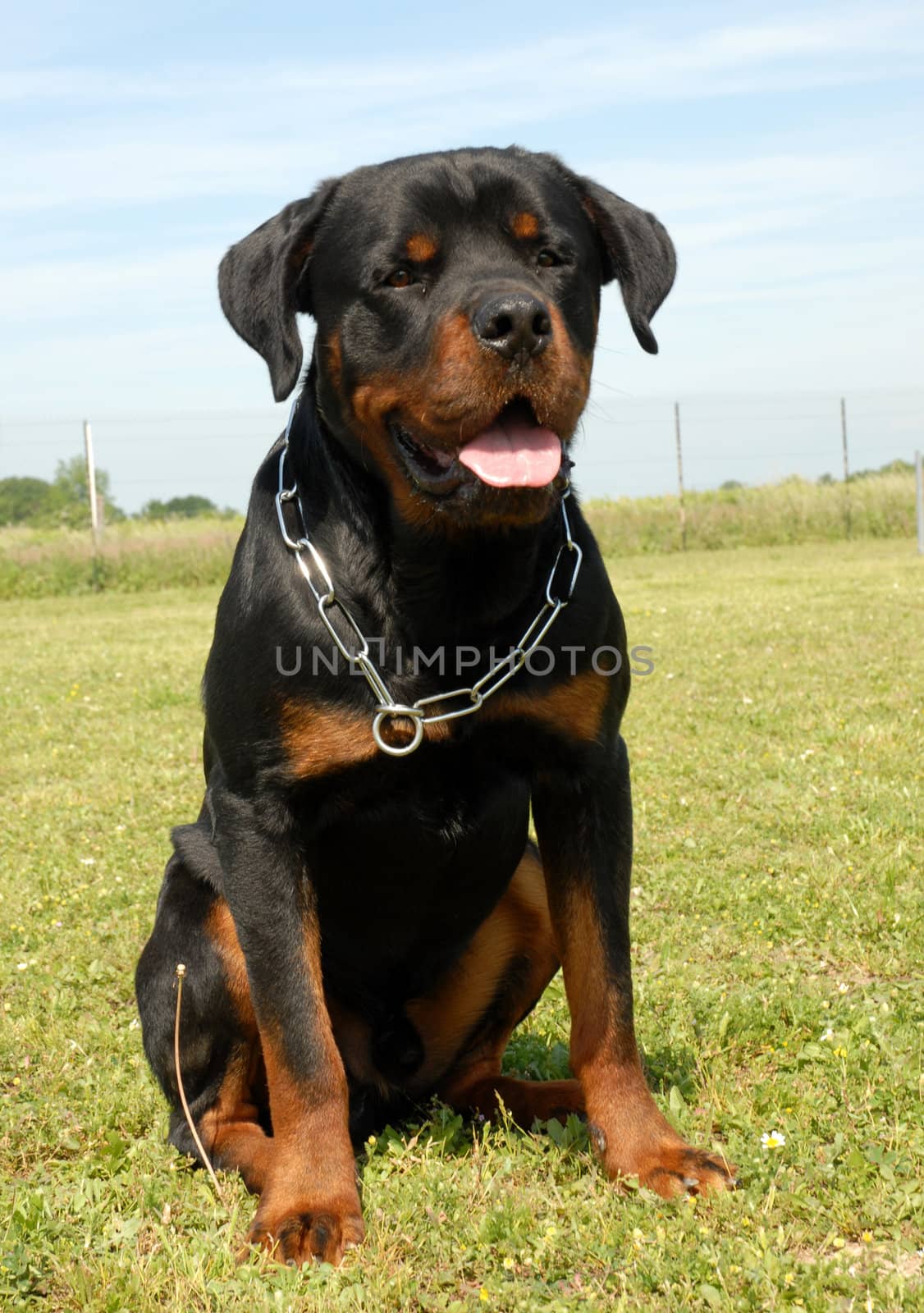 rottweiler by cynoclub