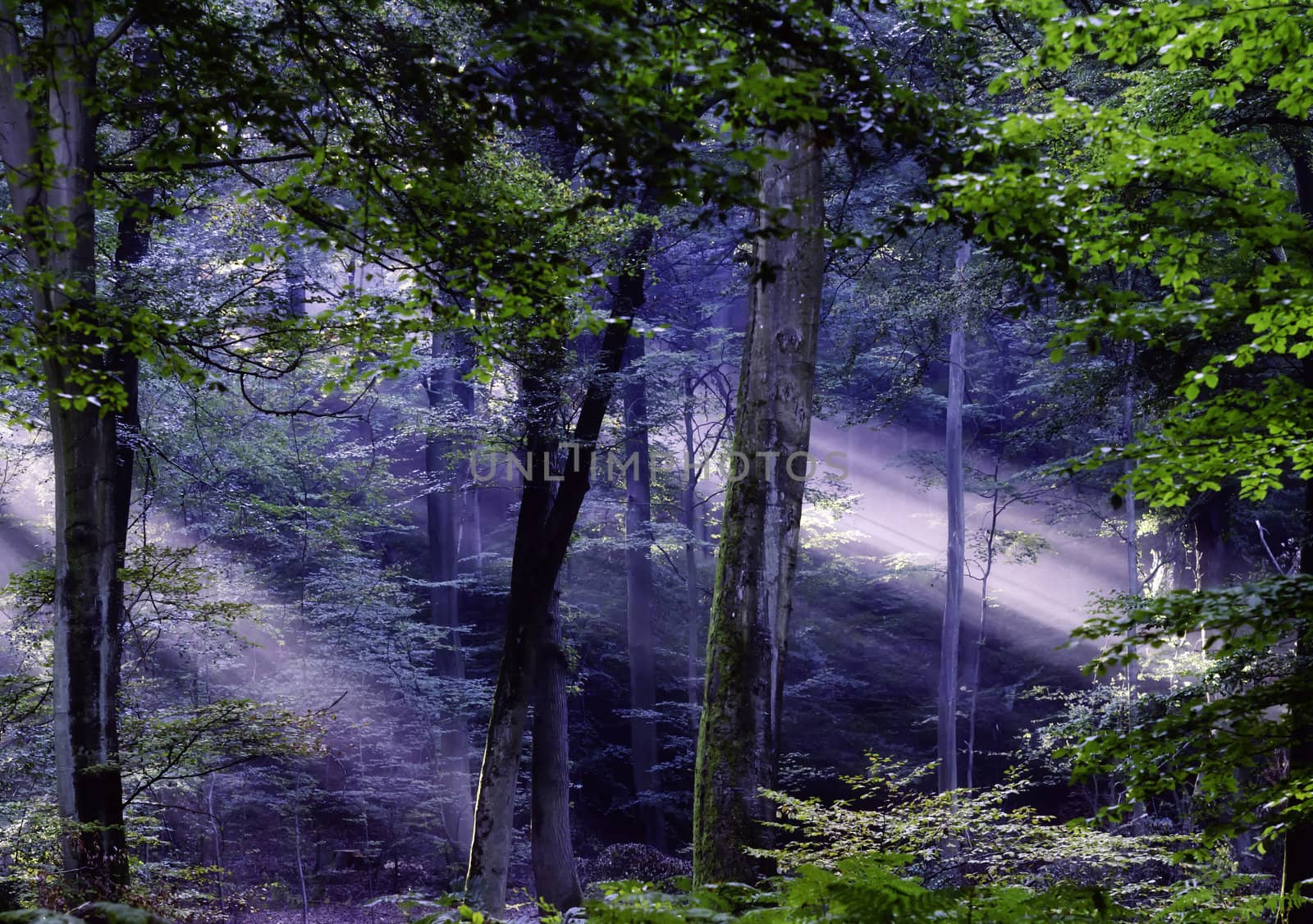 sunbeams in a deep forest