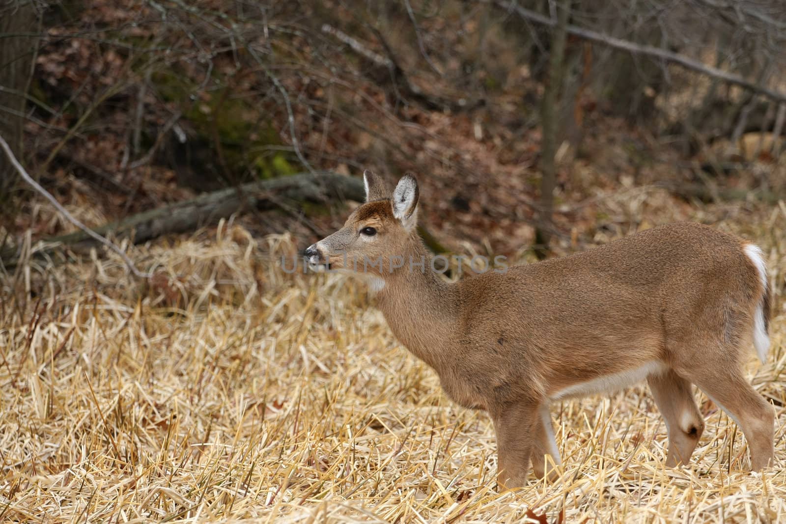 White-tailed Deer Odocoileus virginianus in marsh grass late winter