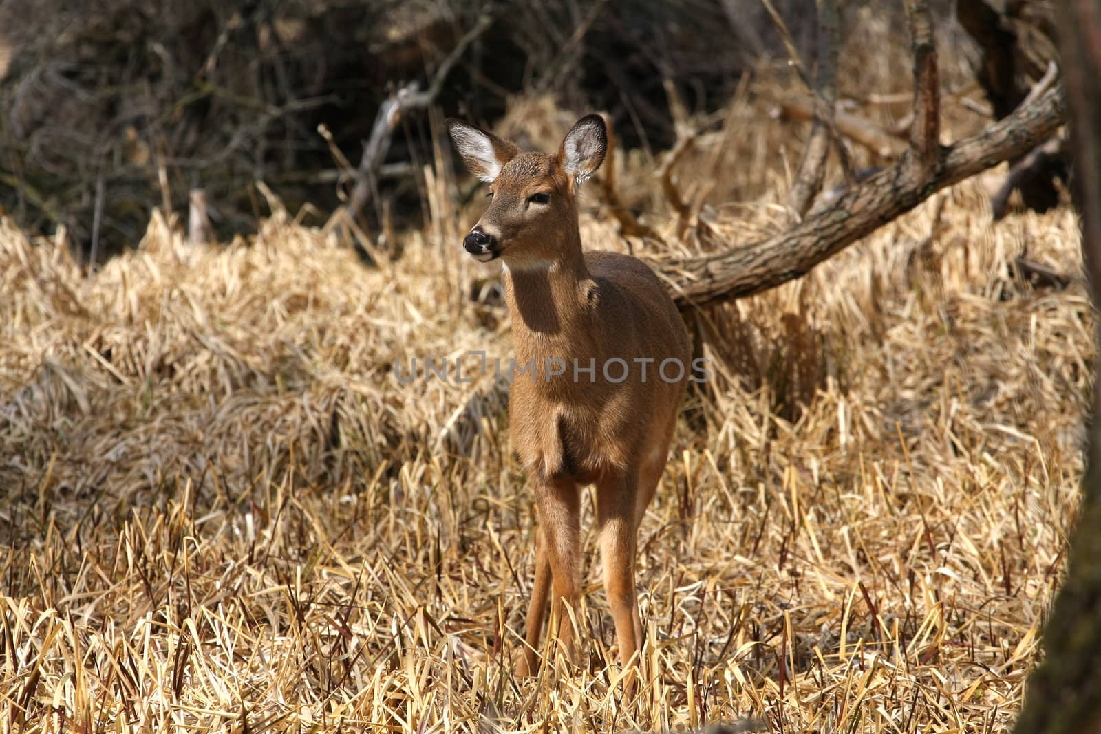 White-tailed Deer Odocoileus virginianus in marsh grass late winter