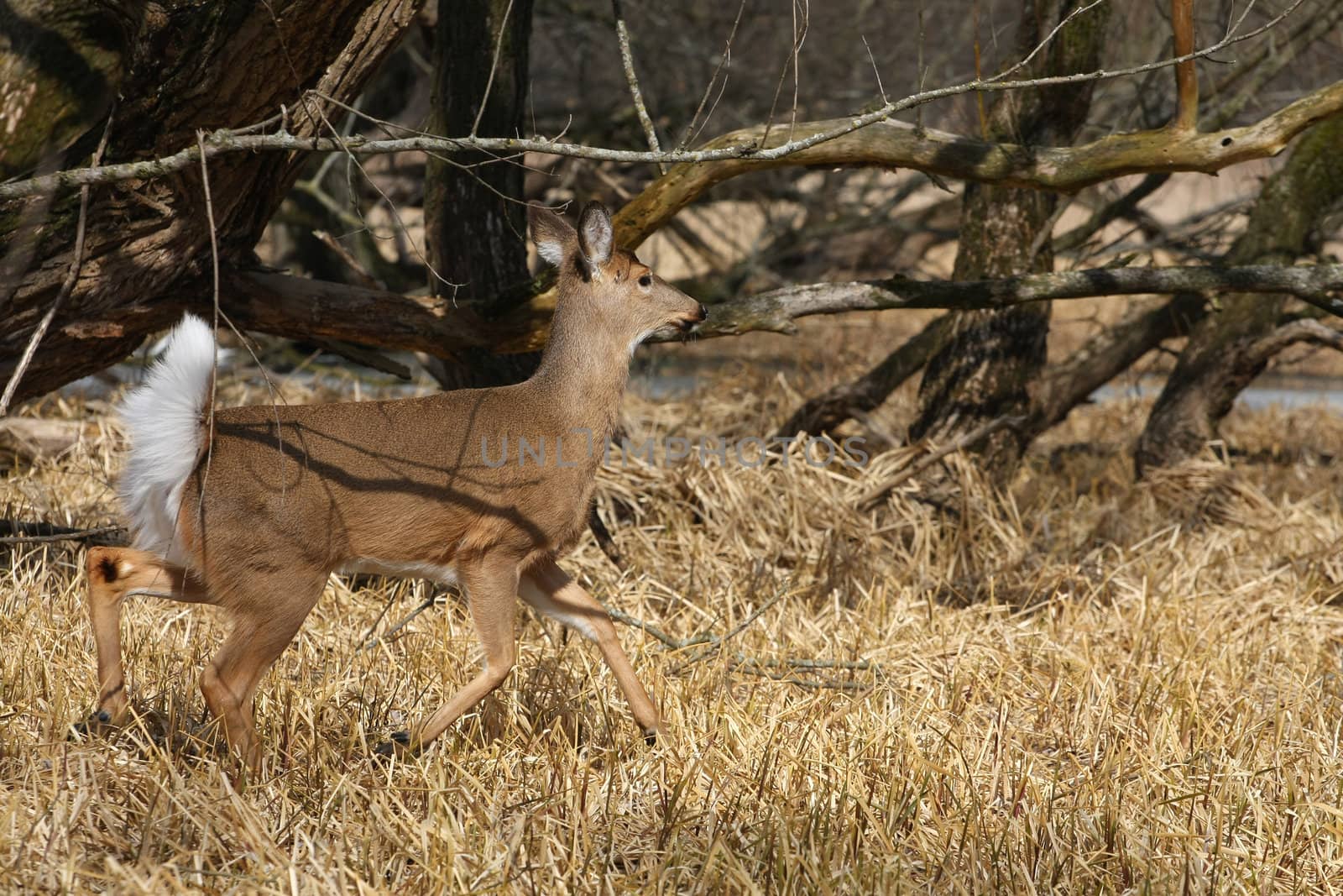 White-tailed Deer Odocoileus virginianus in marsh grass late winter