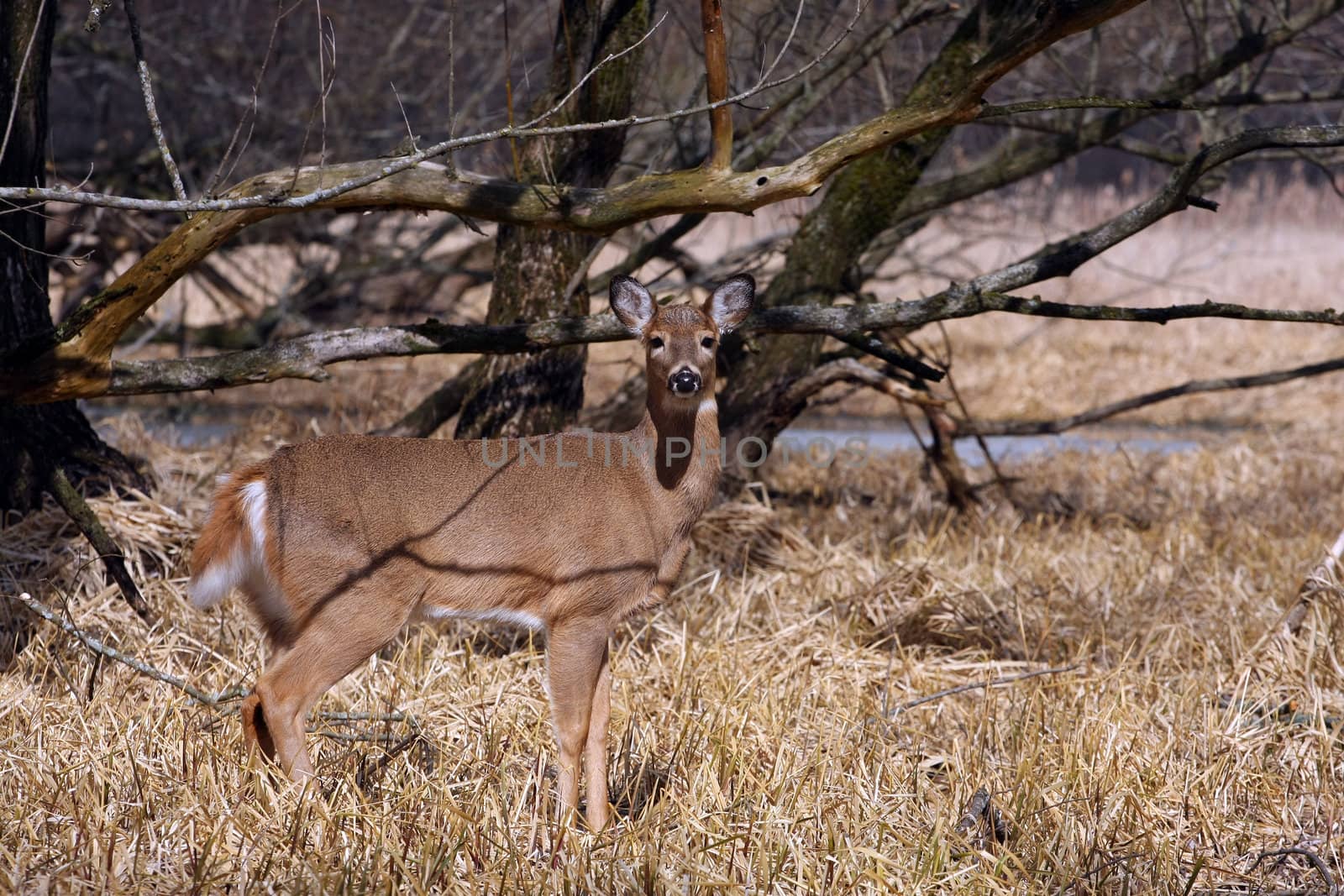 White-tailed Deer Odocoileus virginianus in marsh grass late winter