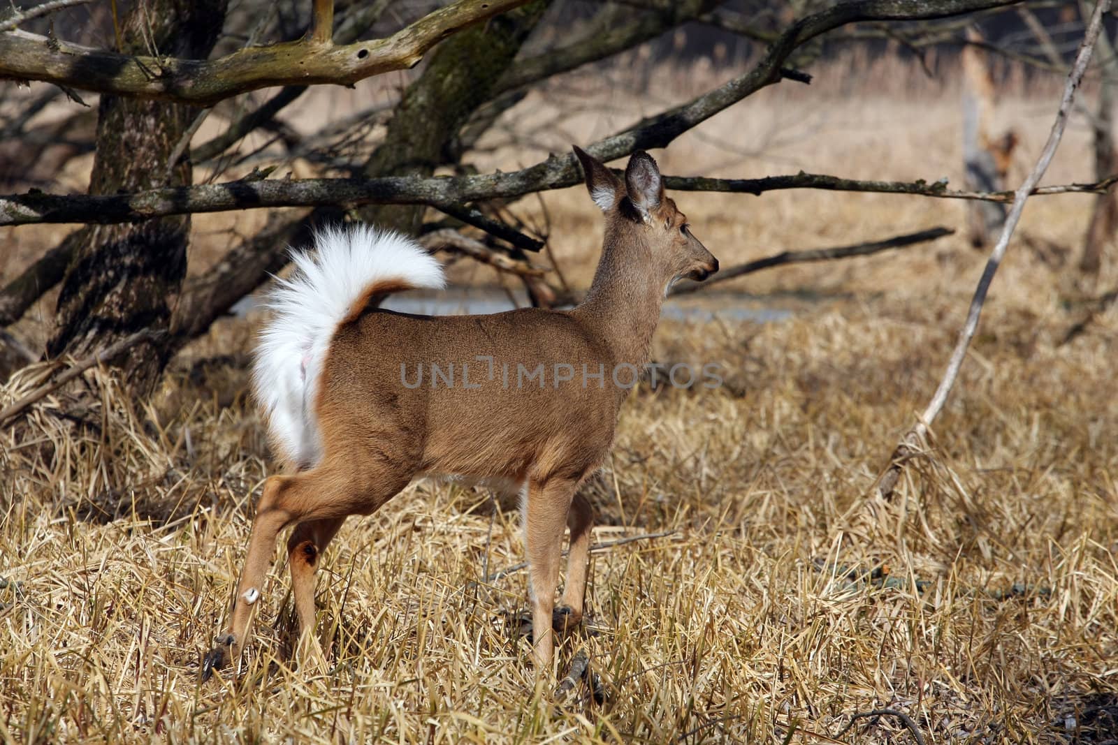 White-tailed Deer Odocoileus virginianus in marsh grass late winter