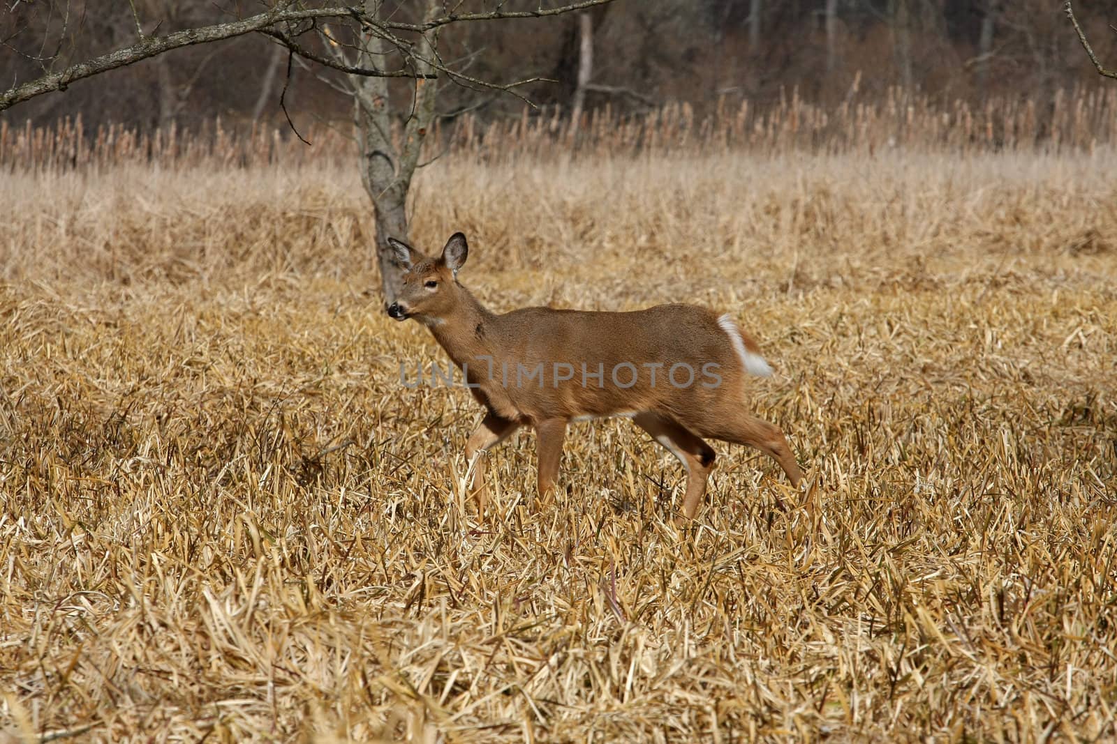 White-tailed Deer Odocoileus virginianus in marsh grass late winter