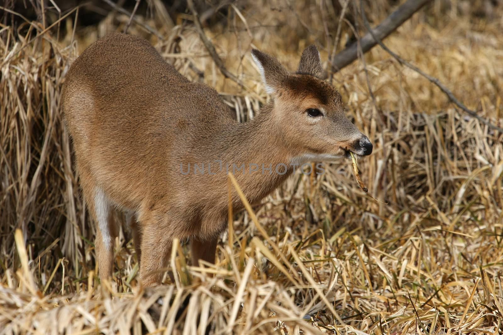 White-tailed Deer Odocoileus virginianus in marsh grass late winter