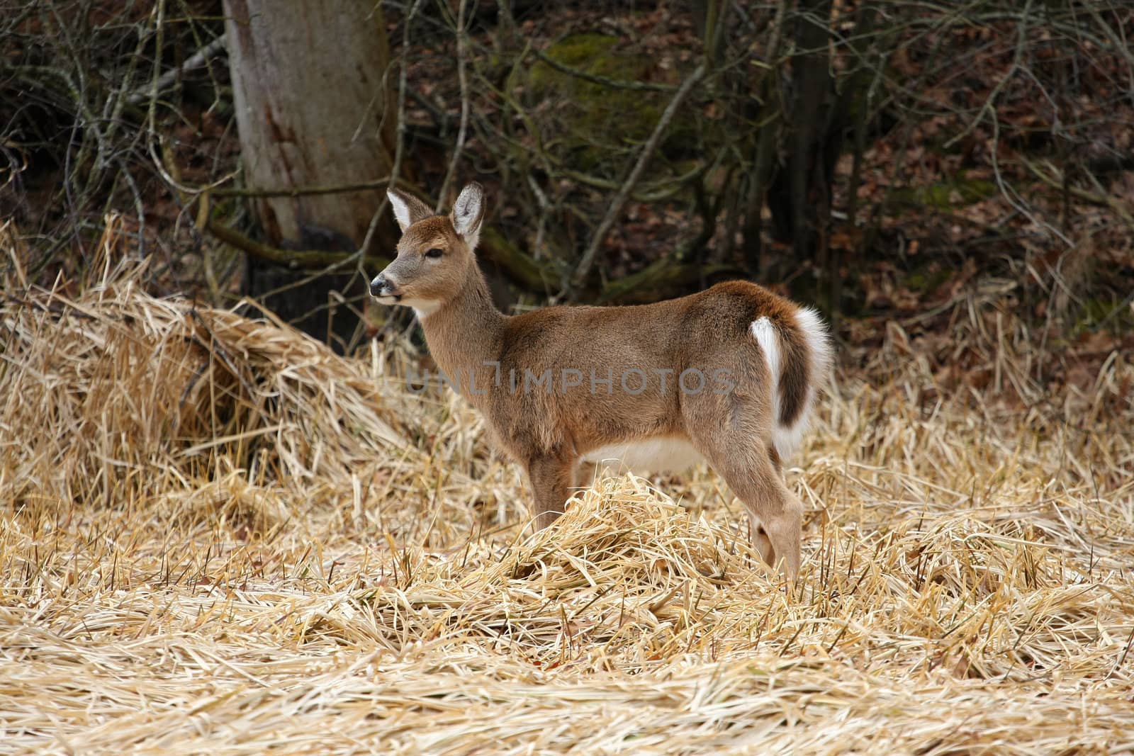 White-tailed Deer Odocoileus virginianus in marsh grass late winter