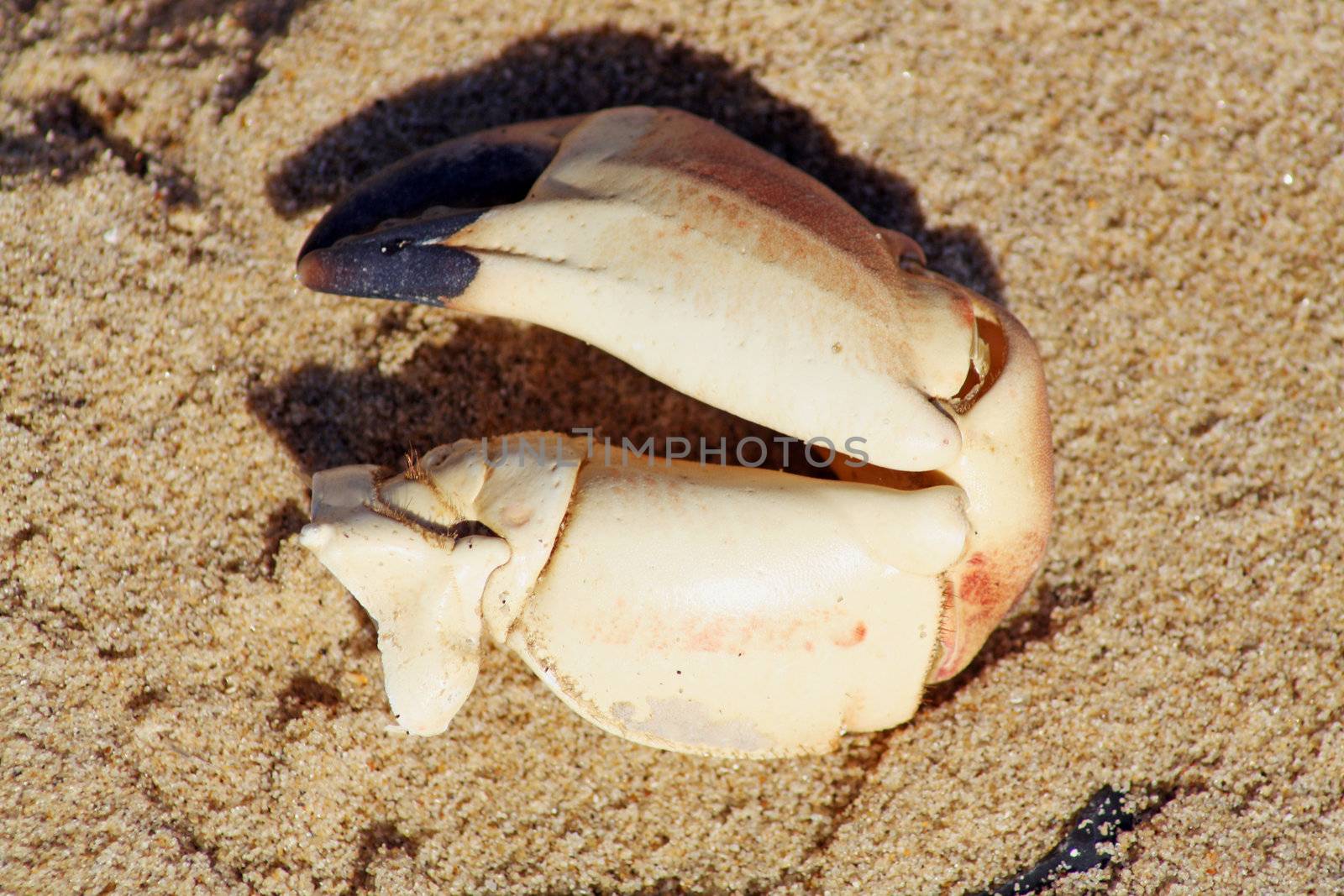 crab leg on the beach