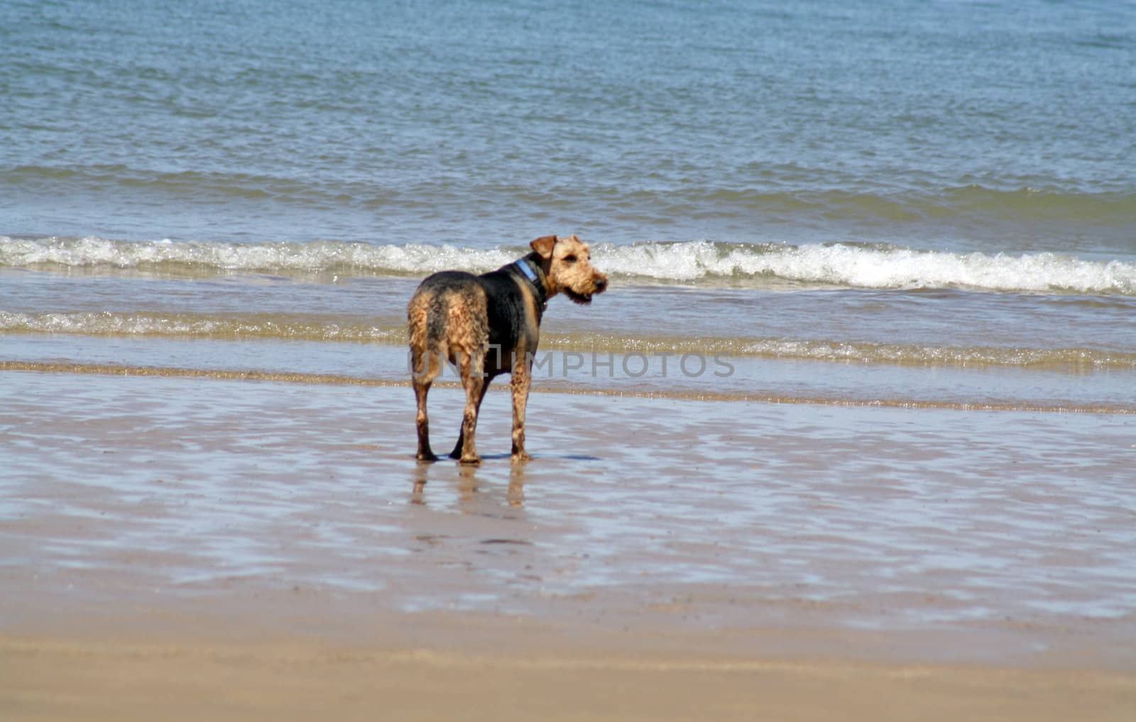 dog playing in the sea