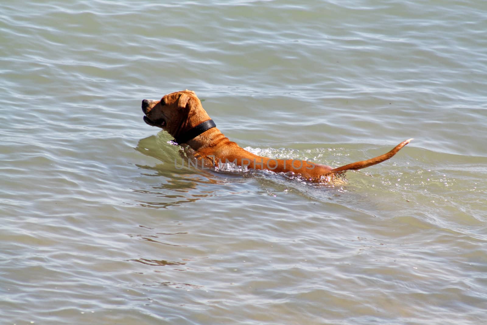 dog swimming in the sea