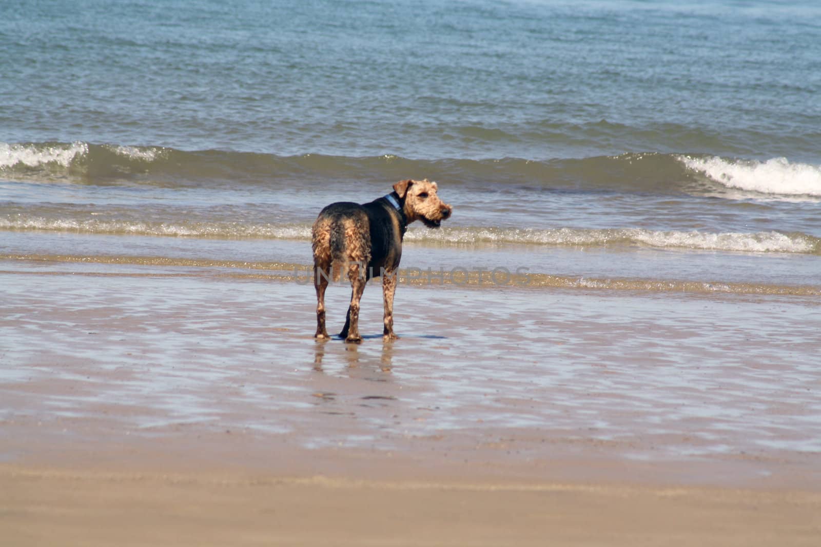 dog playing in the sea