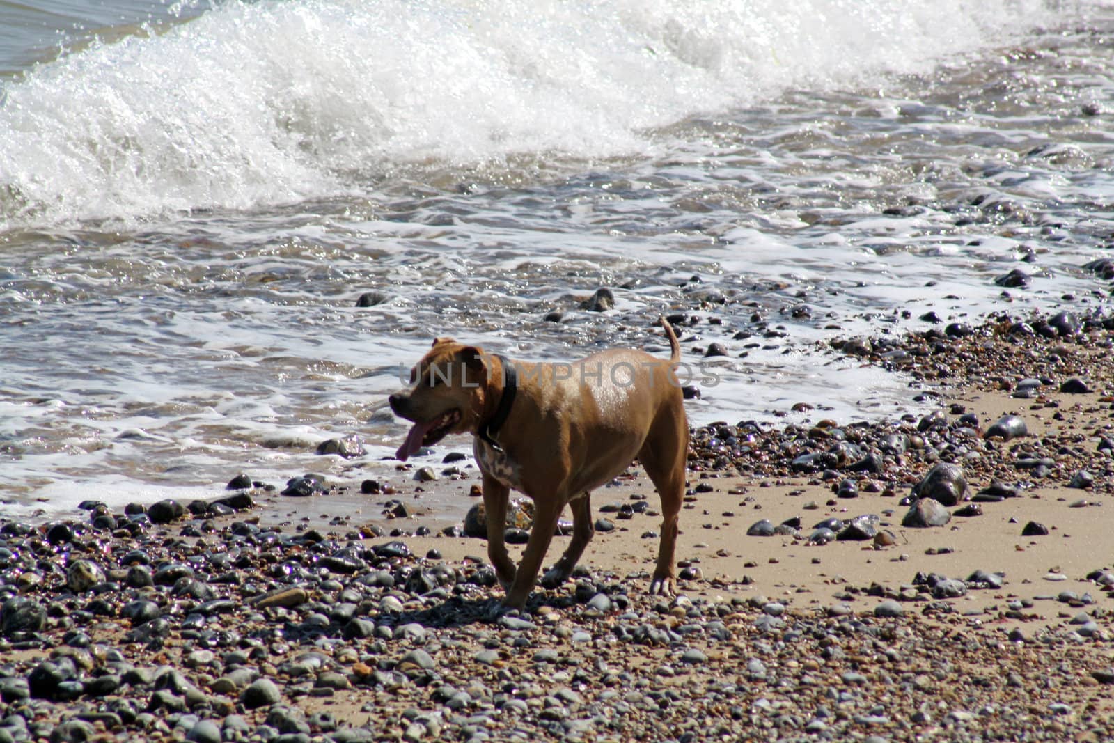 dog playing in the sea