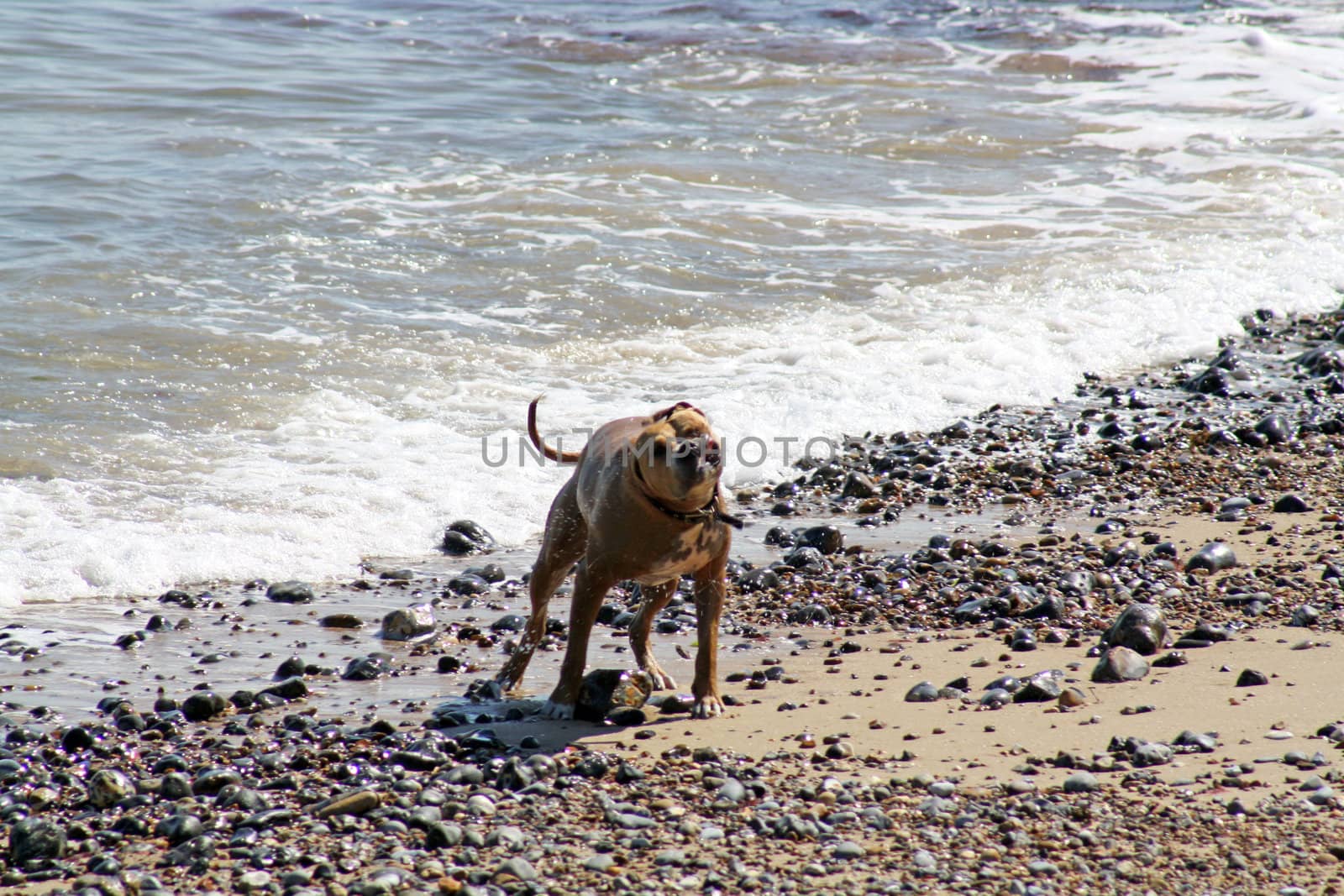 dog swimming in the sea