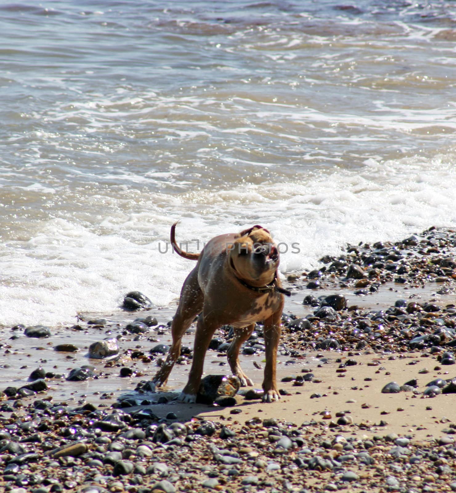 dog swimming in the sea